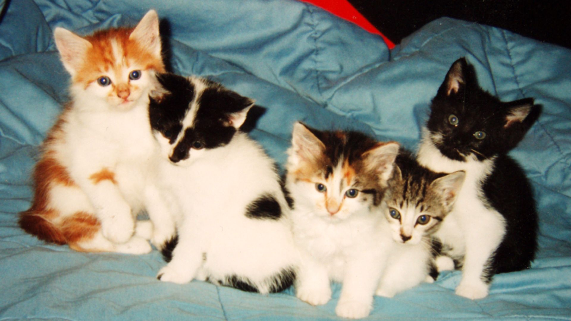 The litter of five kittens.The image is a digital picture of my old print