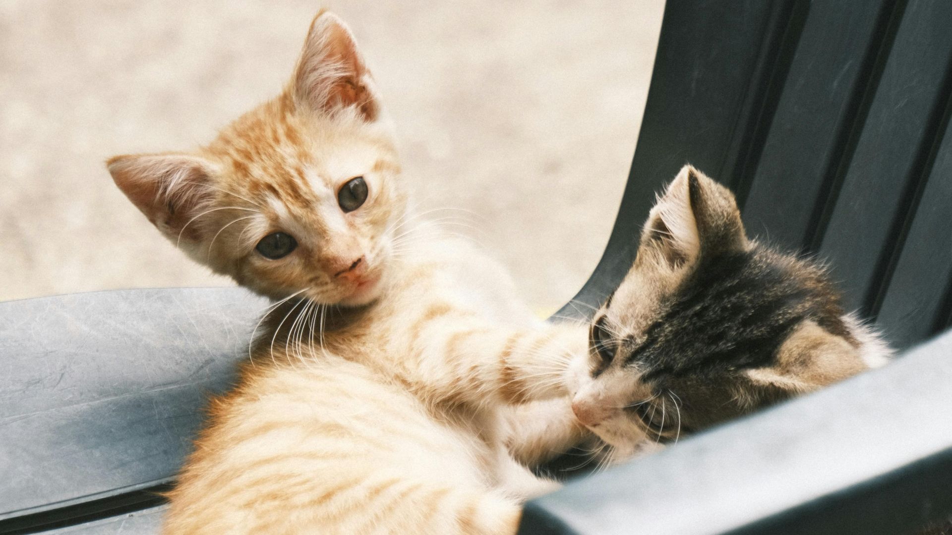 Two cute kittens playing on a plastic chair in an outdoor setting.