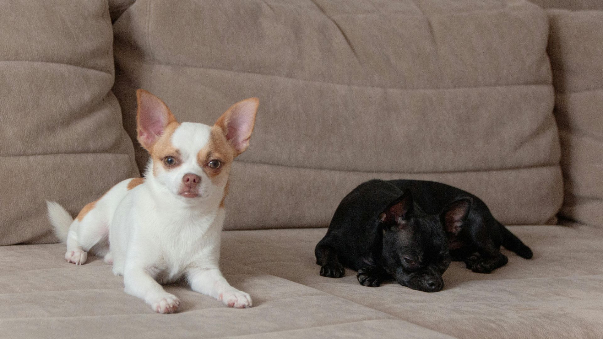 Two adorable Chihuahuas lounging on a comfortable beige sofa at home.