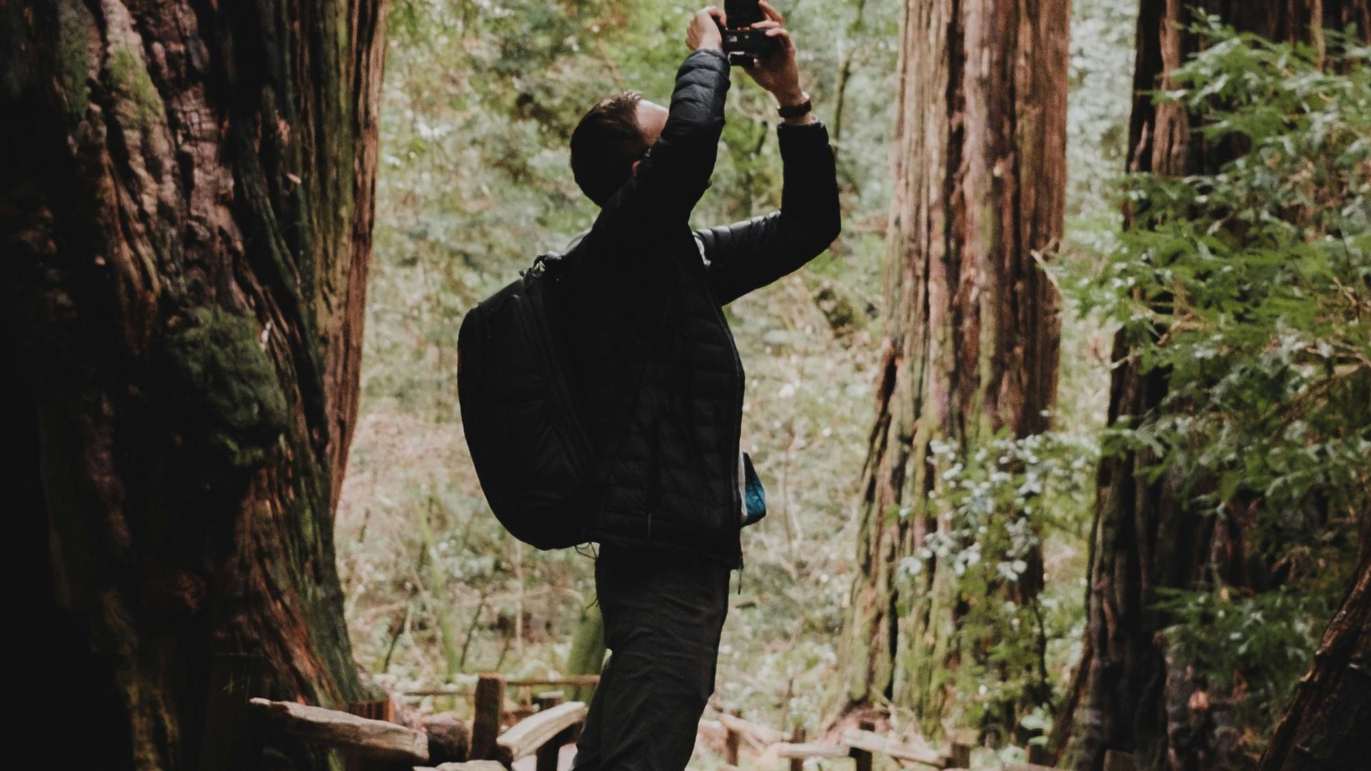 A man captures the towering redwoods in Muir Woods National Monument, California.
