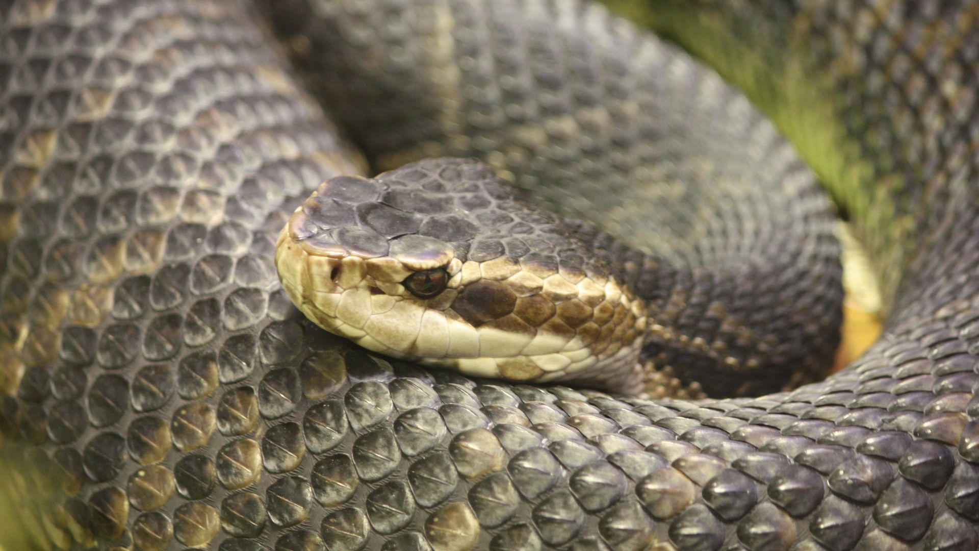 Florida Water Moccasin Agkistrodon piscivorus conanti at Cincinnati Zoo