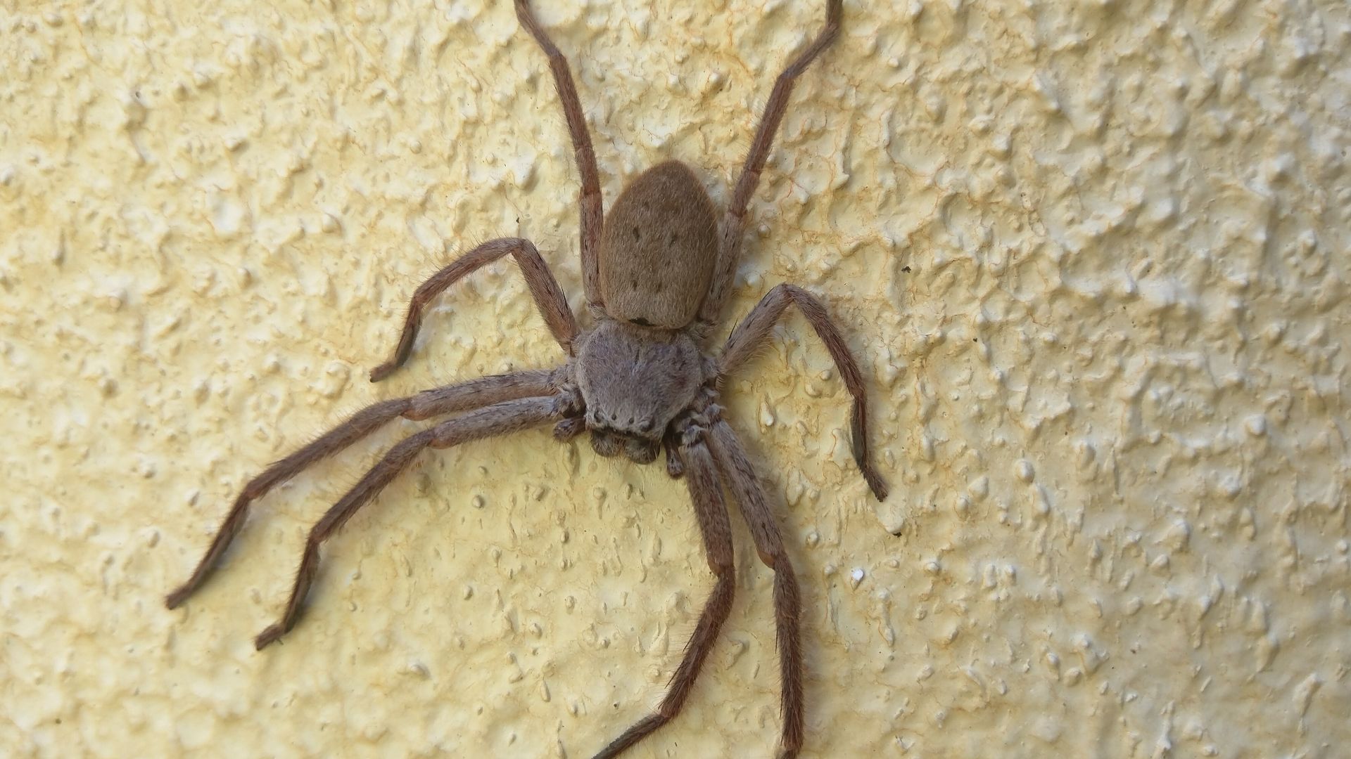 Huntsman spider (Delena cancerides), Sydney