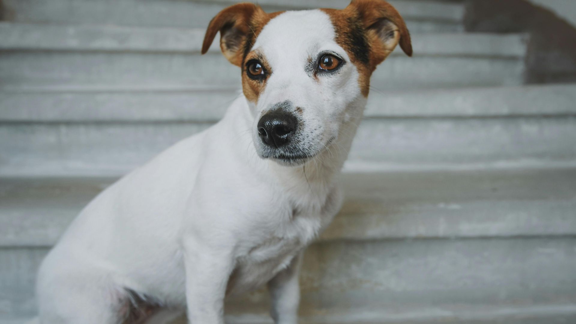 Adorable Jack Russell Terrier sitting on a staircase indoors, looking curious.