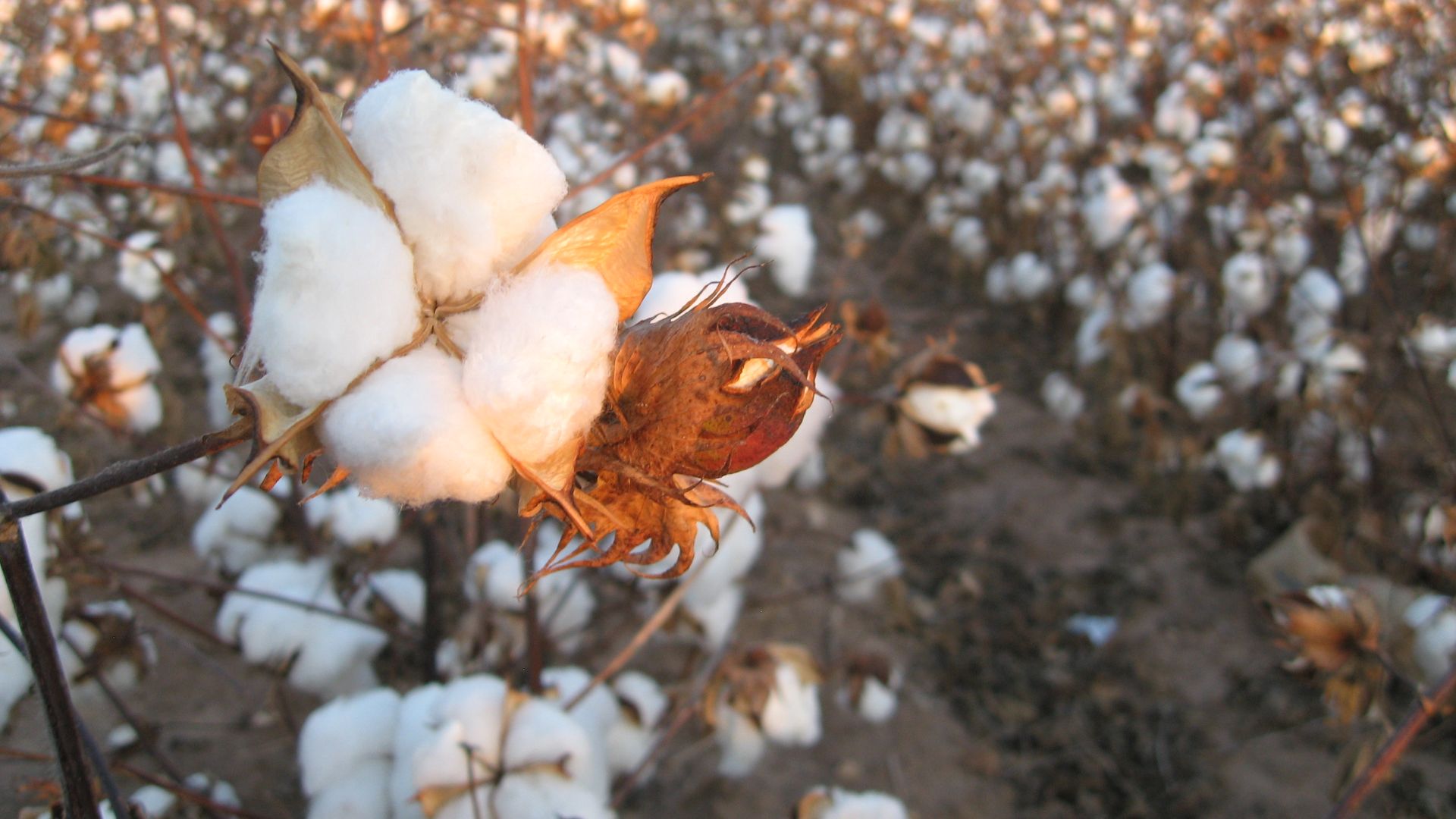 A cotton field near Slaton, TX, USA