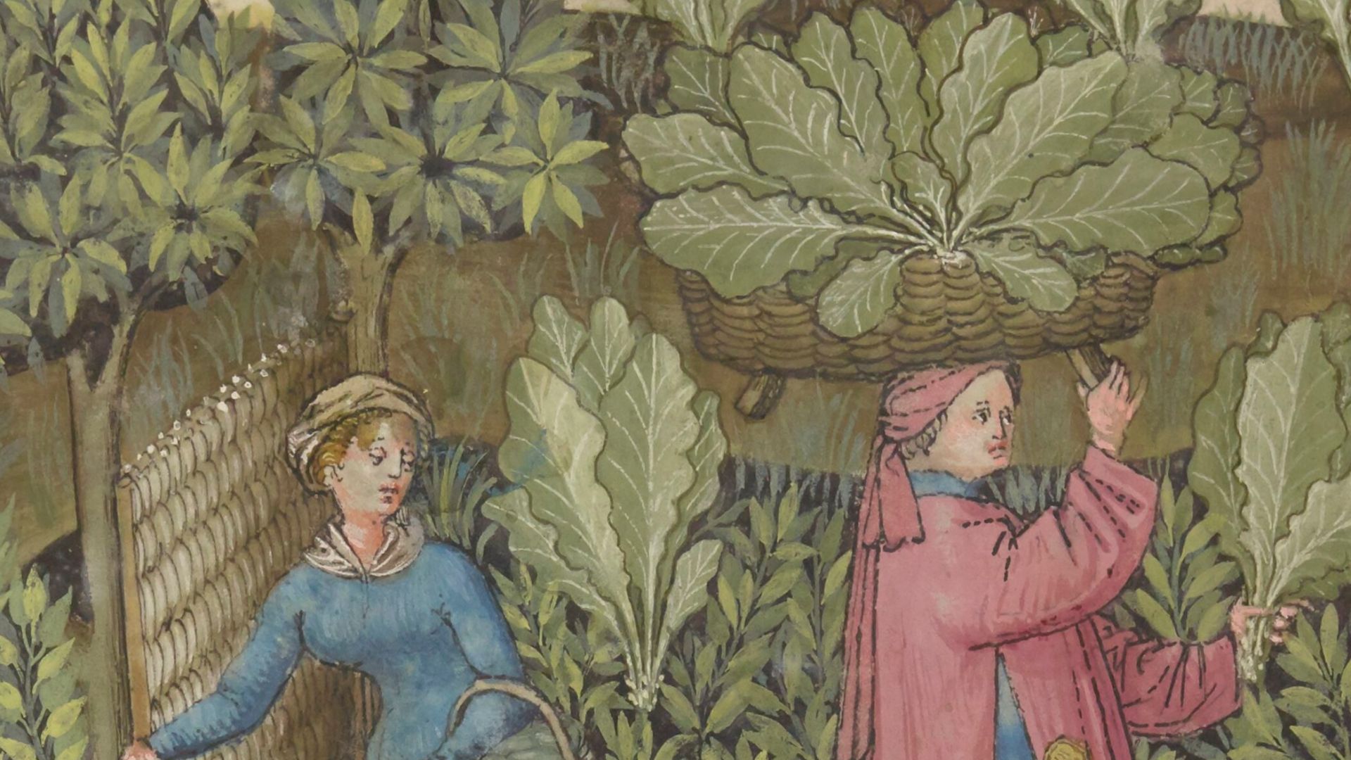 Illustration from an edition of Tacuinum Sanitatis, 15th century, depicting harvesting cabbages.