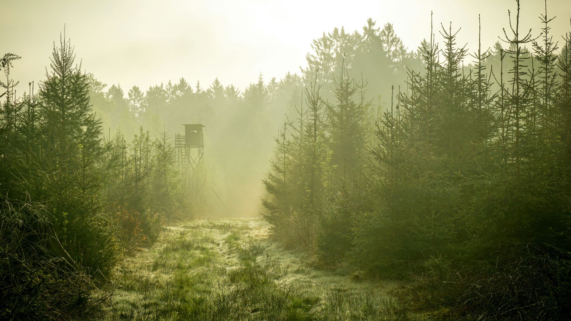 aerial photography of pine trees during daytime