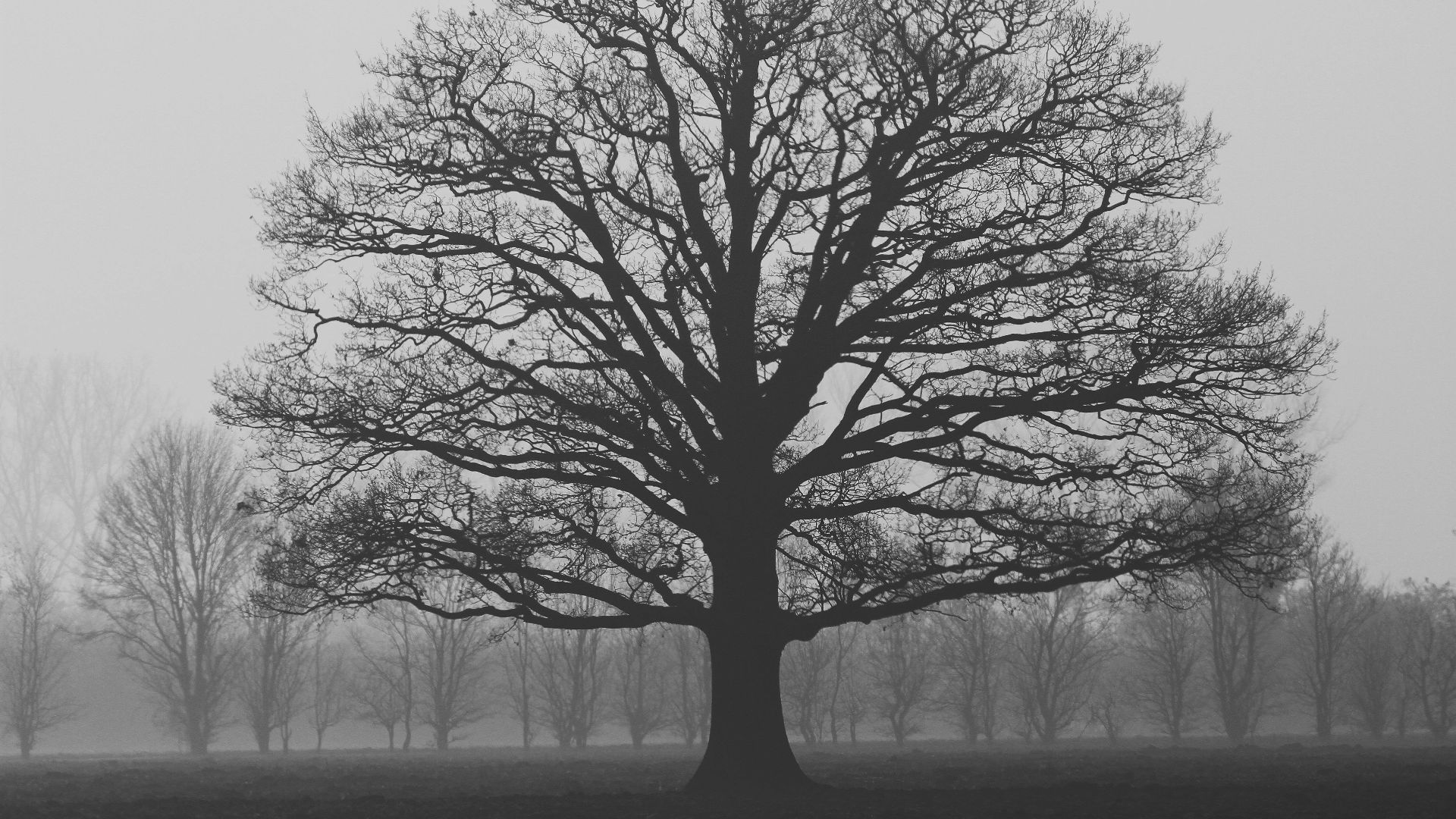 An oak tree stands alone in a misty field, silhouetted against a foggy autumn sky.