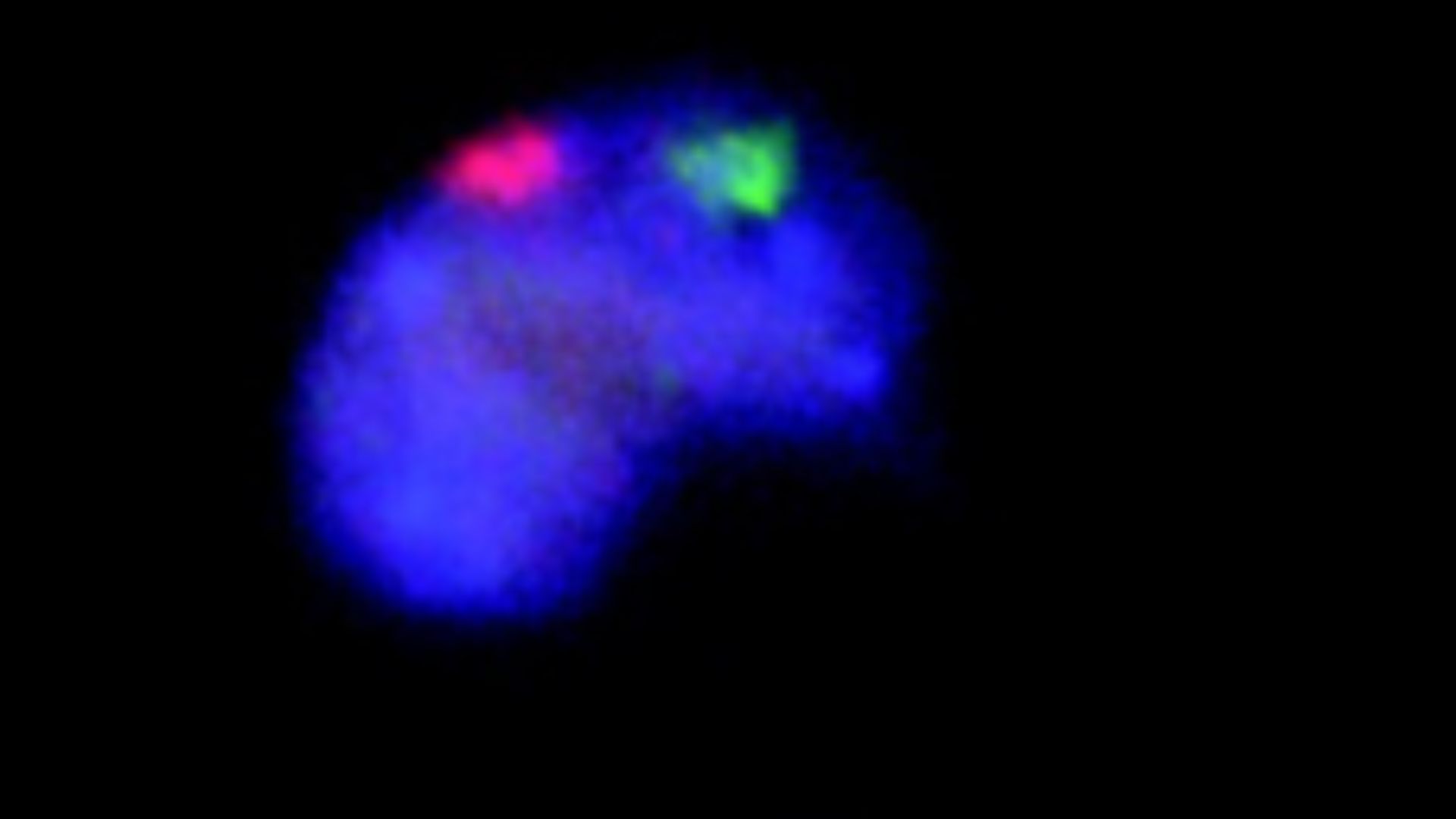 X-chromosomes (red) and Y-chromosomes (green) in embryonic stem cells of male (X/Y) and female (X/X) mice.