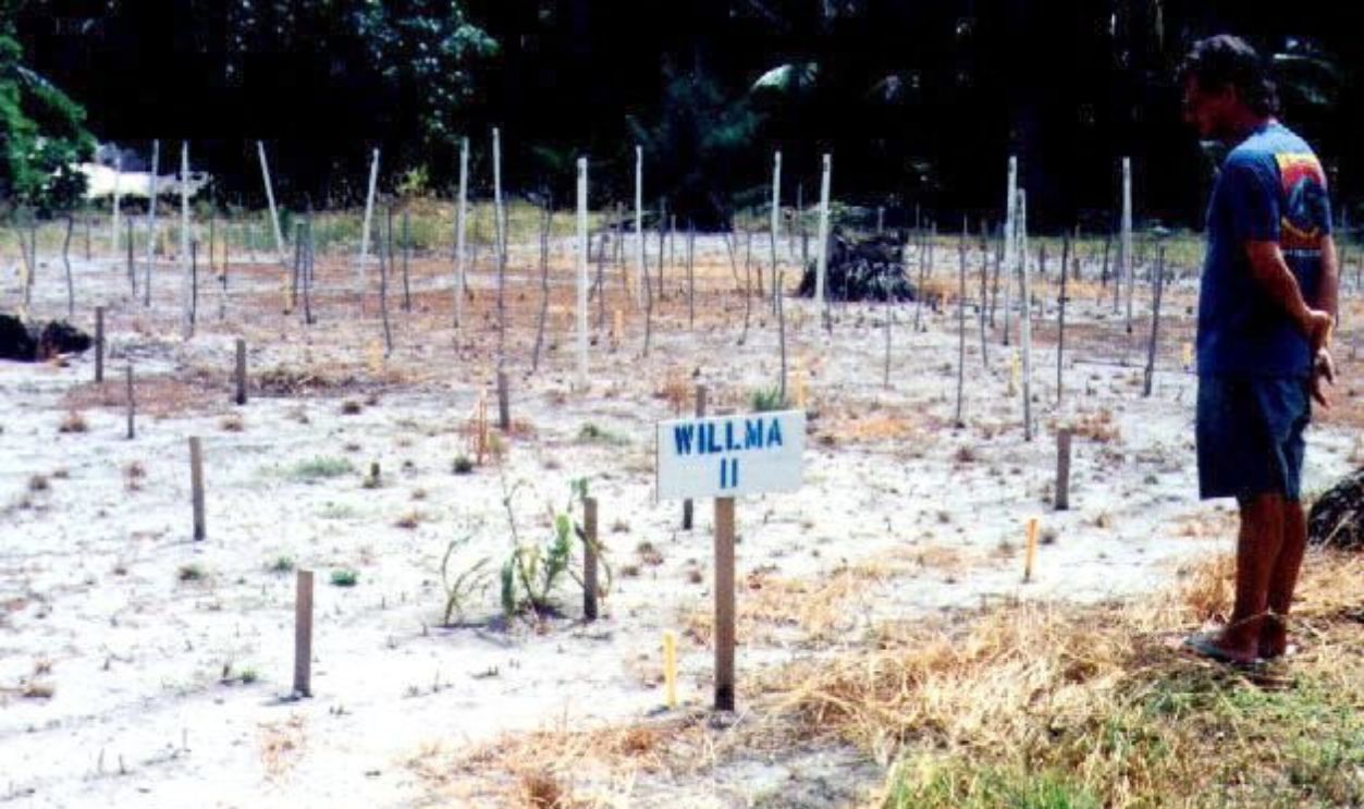 A man looks at a garden 01 January on Bikini Island