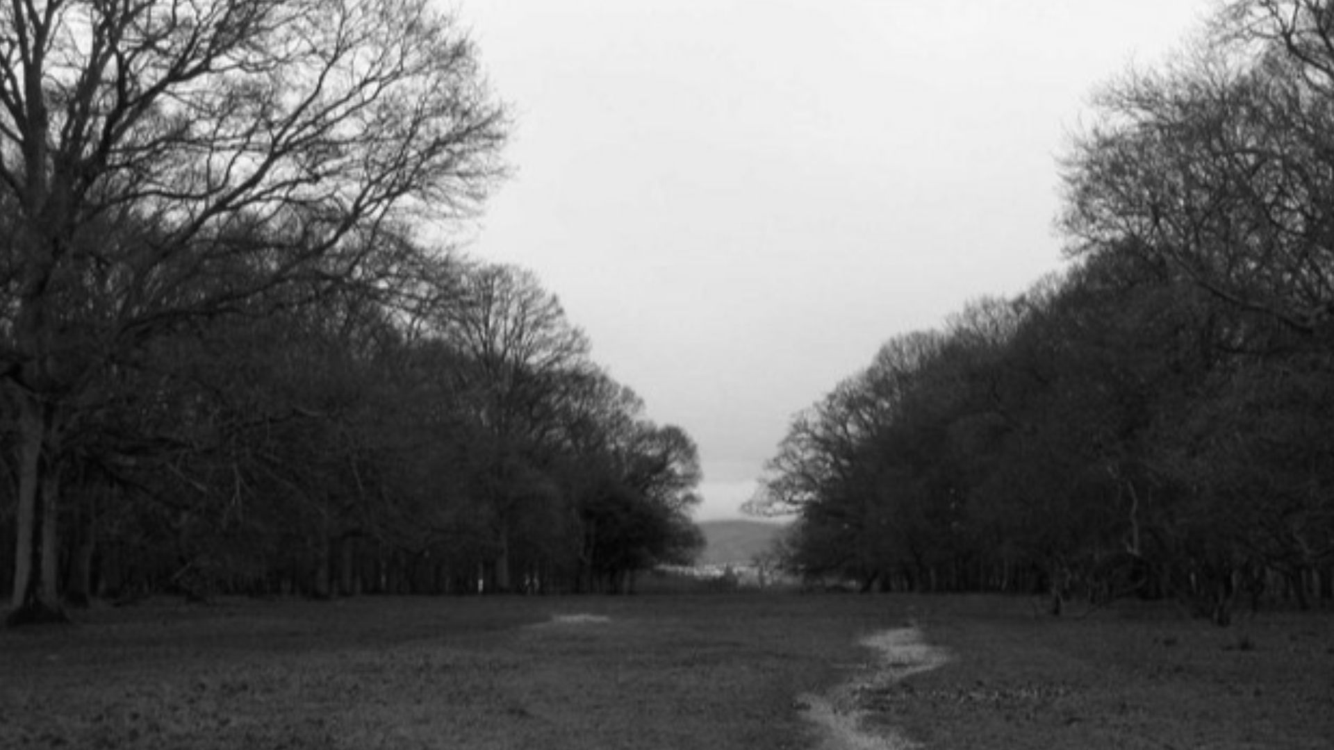 Oldtown Wood, Phoenix Park A gap in the trees of Oldtown Wood giving a glimpse of the