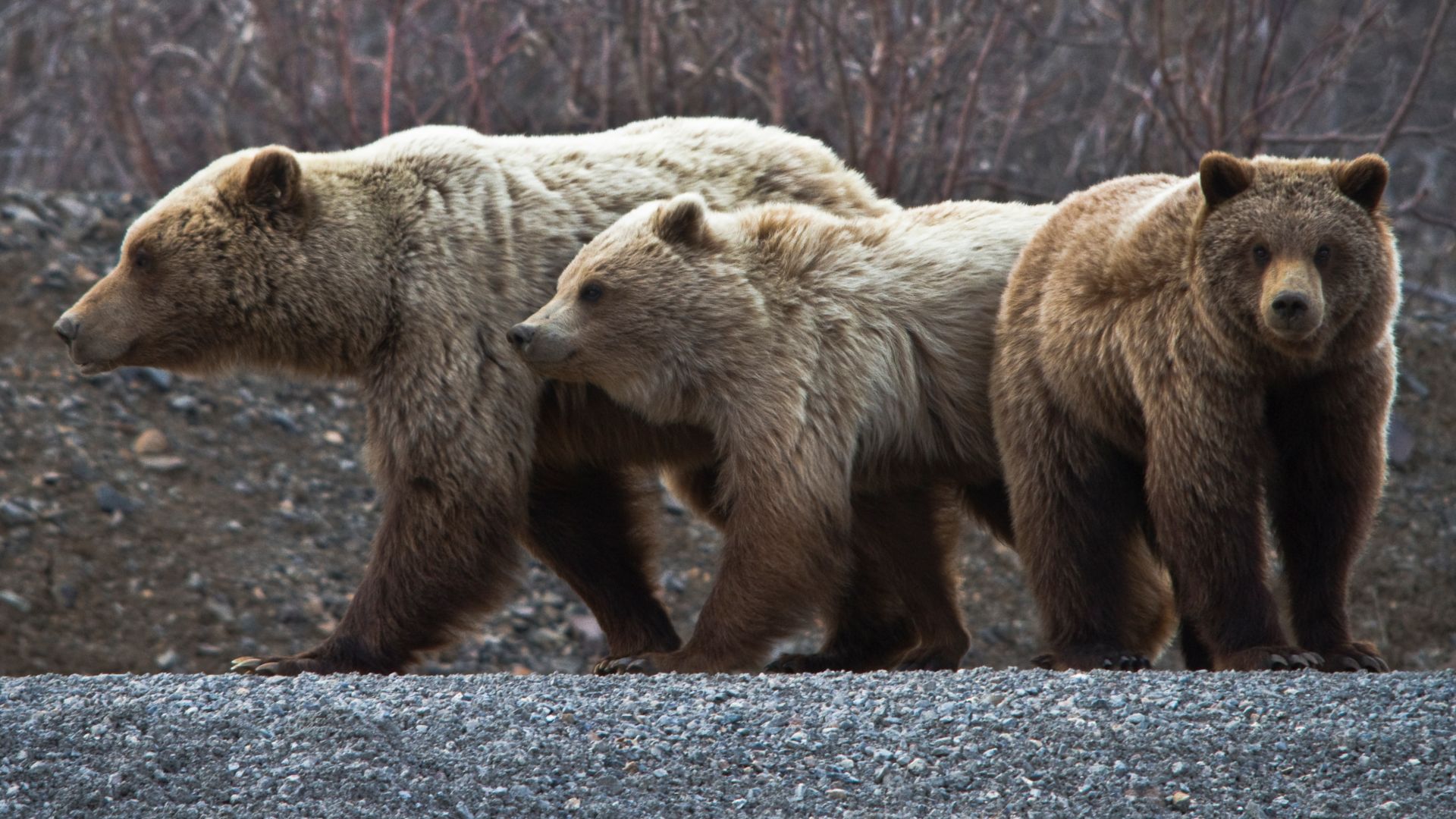(NPS Photo/Jacob W. Frank)
Check out the official Denali Facebook, Twitter and YouTube pages:
Like us on Facebook: www.facebook.com/DenaliNPS
Follow us on Twitter: www.twitter.com/DenaliNPS

Denali YouTube Channel: www.youtube.com/denalinps