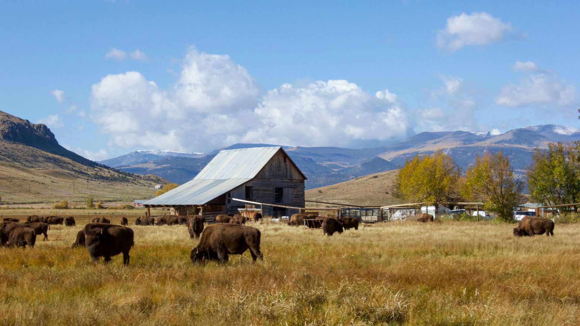 brown and white wooden barn on green grass field under blue sky during daytime
