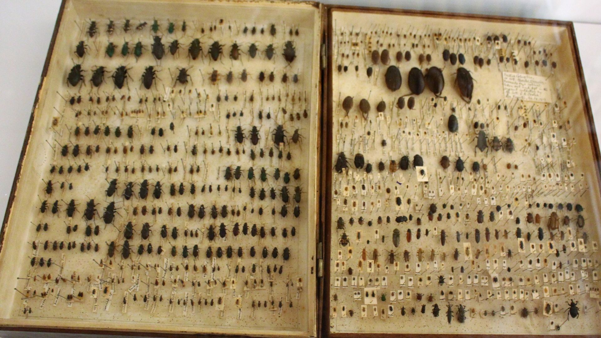 Darwin's beetle box at the Cambridge University Museum of Zoology, England. Charles Darwin was an enthusiastic beetle collector during his time as an undergraduate in Cambridge (often instead of attending lectures). He collected this specimens in and around the city.