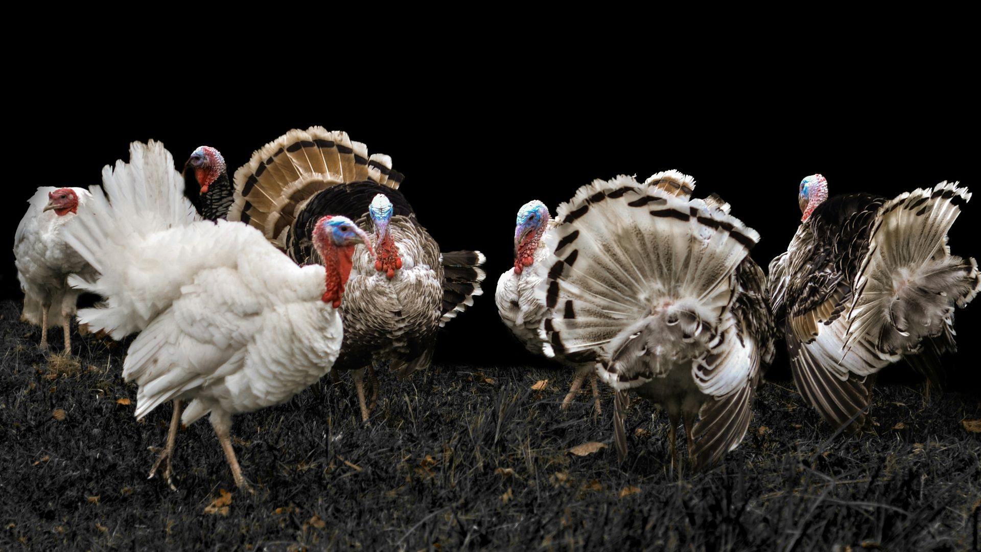several white peacocks