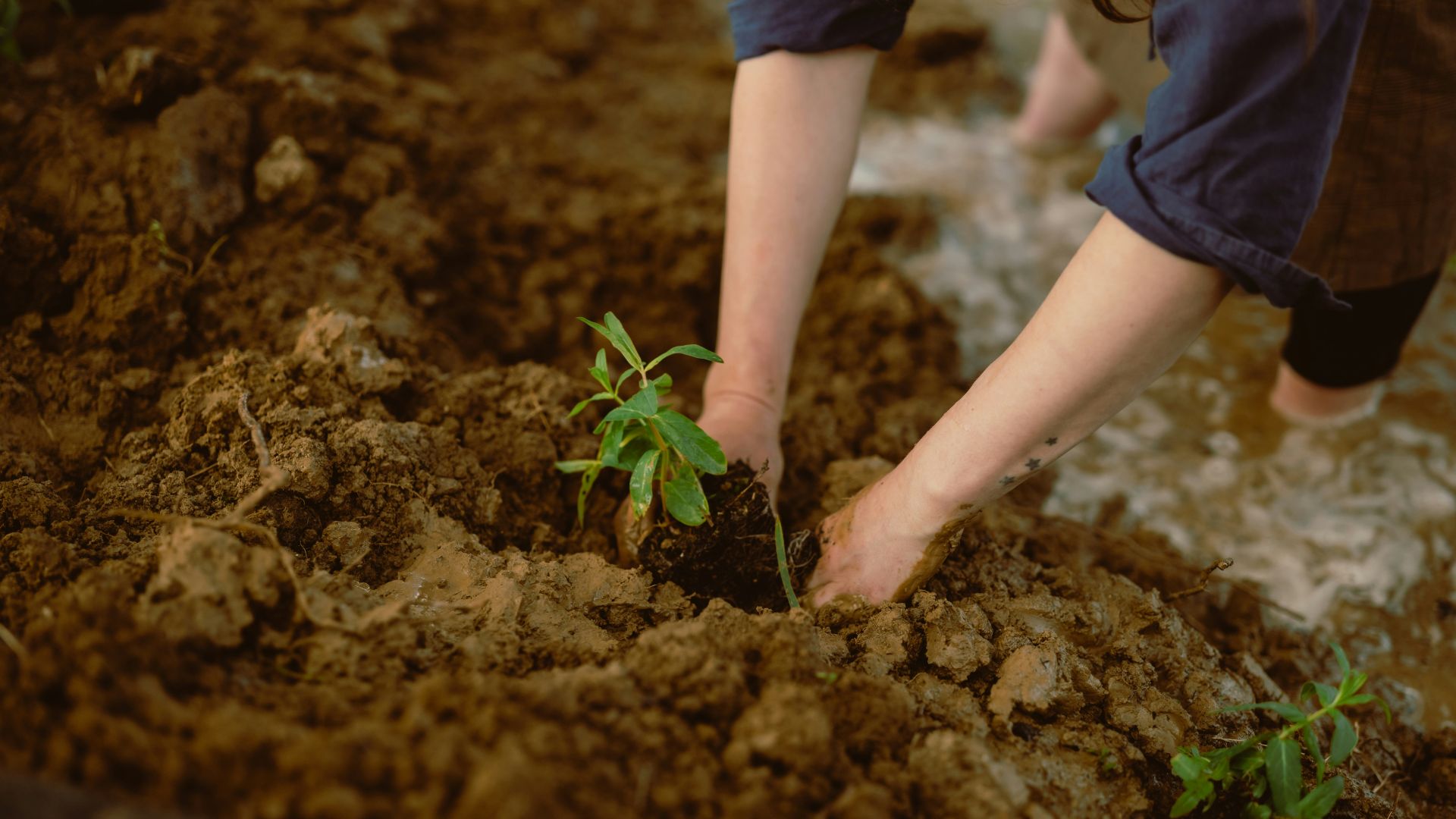 Hands planting a small green seedling in rich soil.
