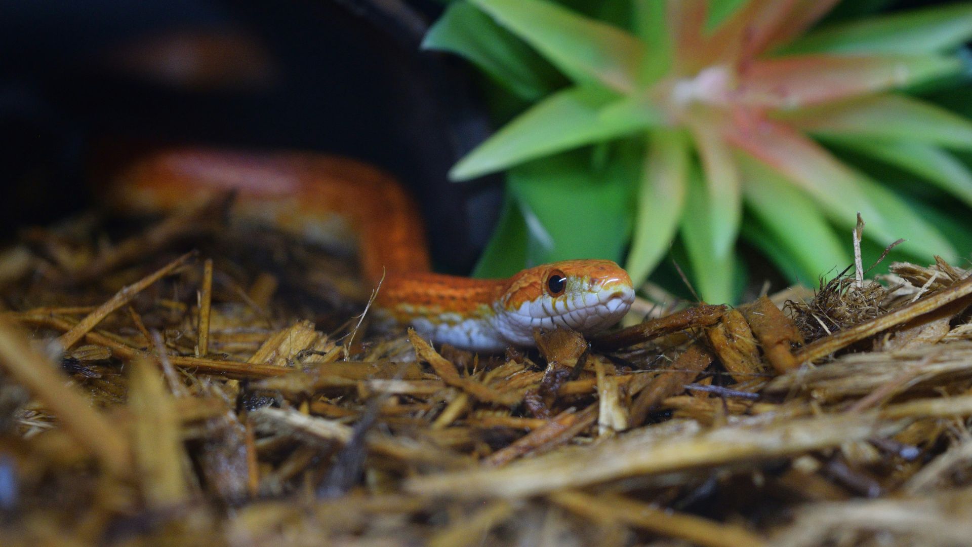 A small orange snake peeks out from a dark opening.
