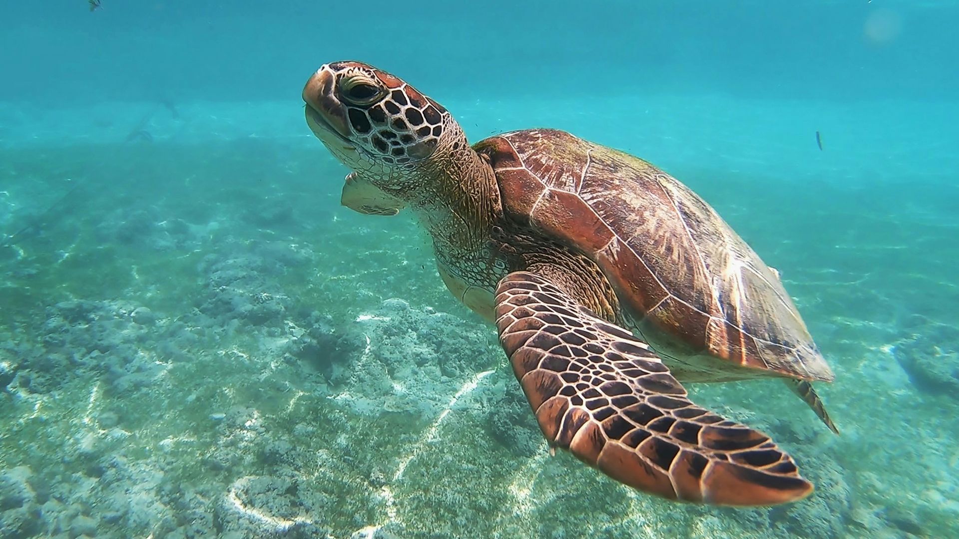 brown sea turtle