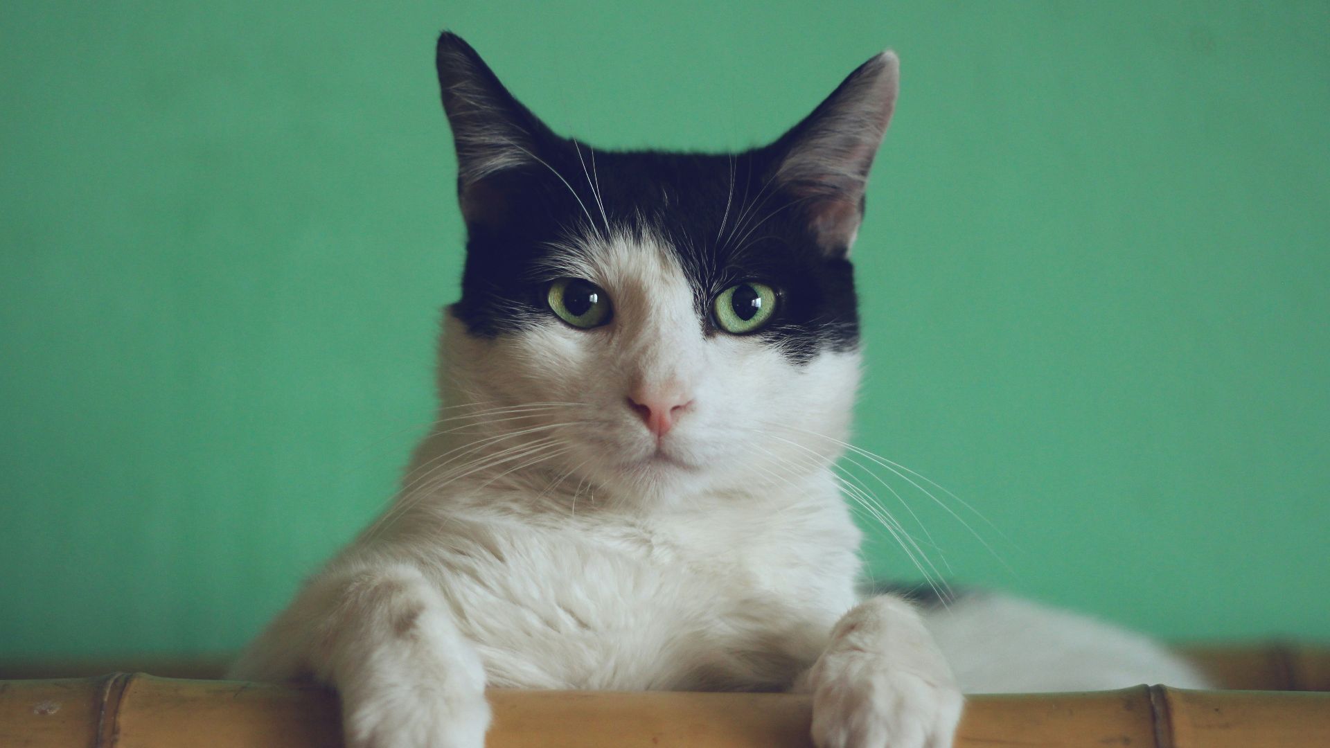 black and white cat lying on brown bamboo chair inside room