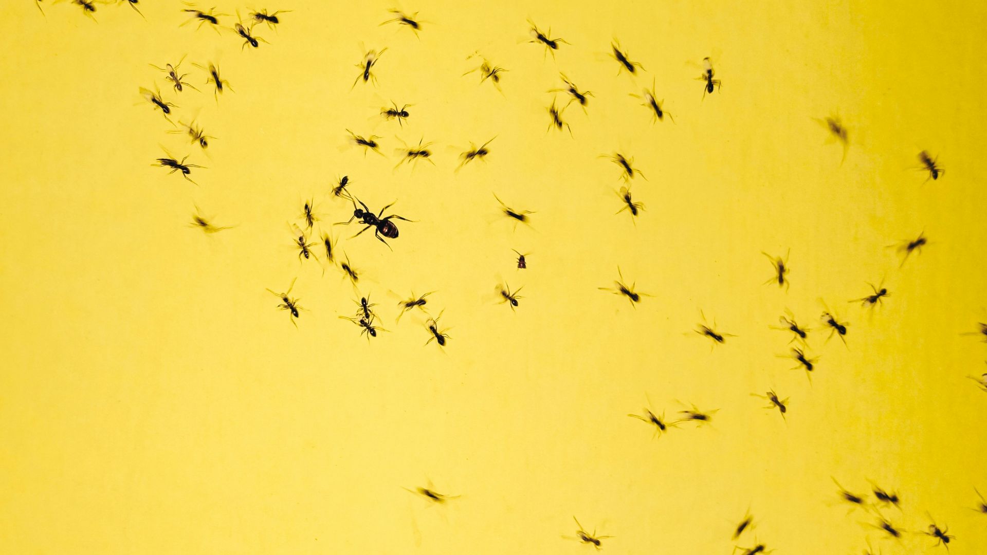 black insects on yellow background