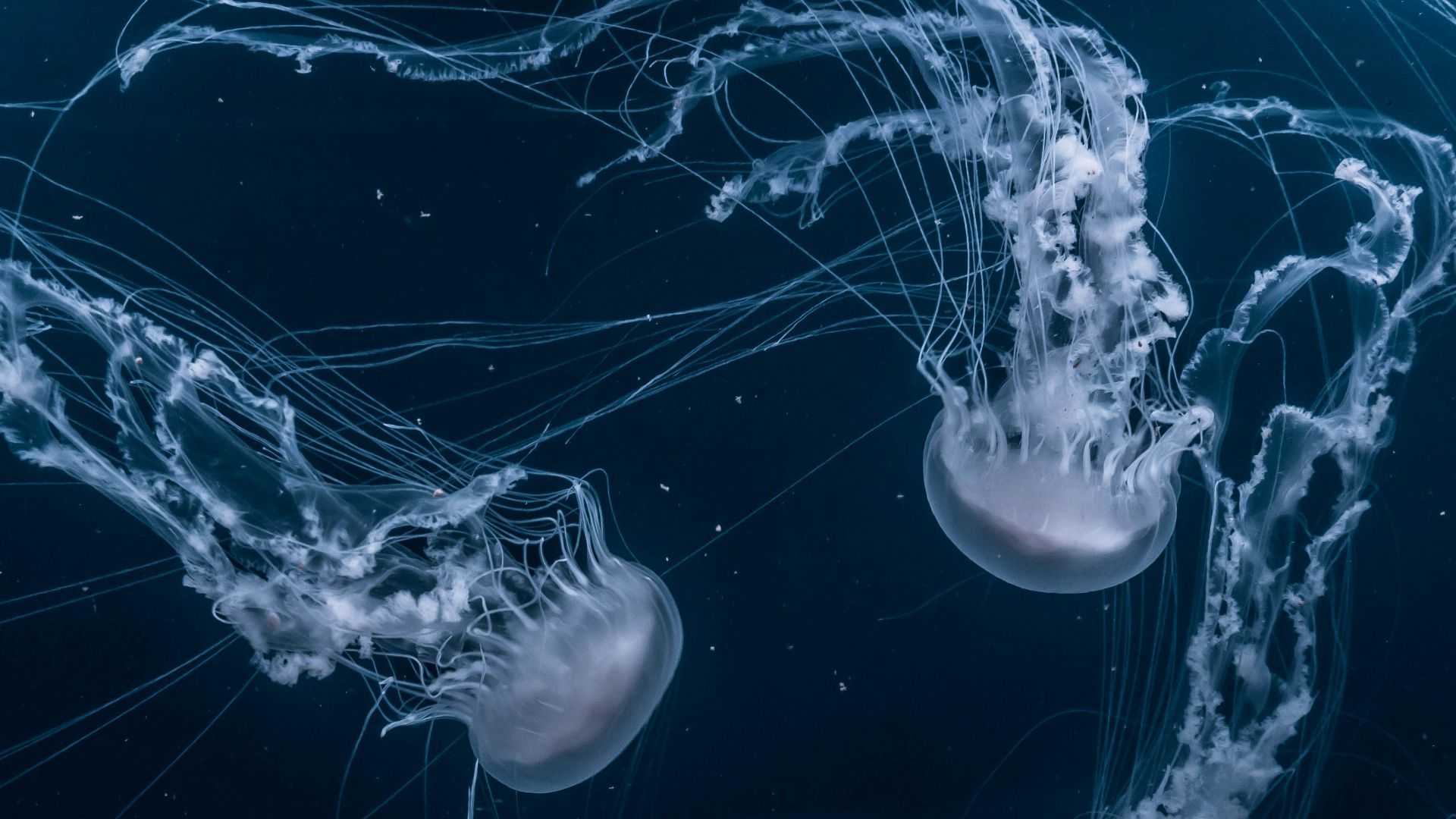 white jellyfishes swims