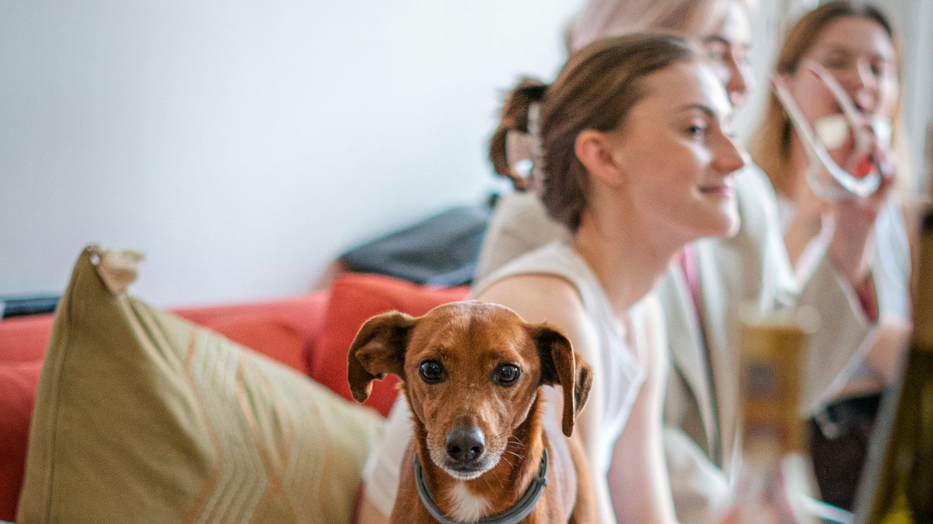 a dog sitting on a couch with people in the background