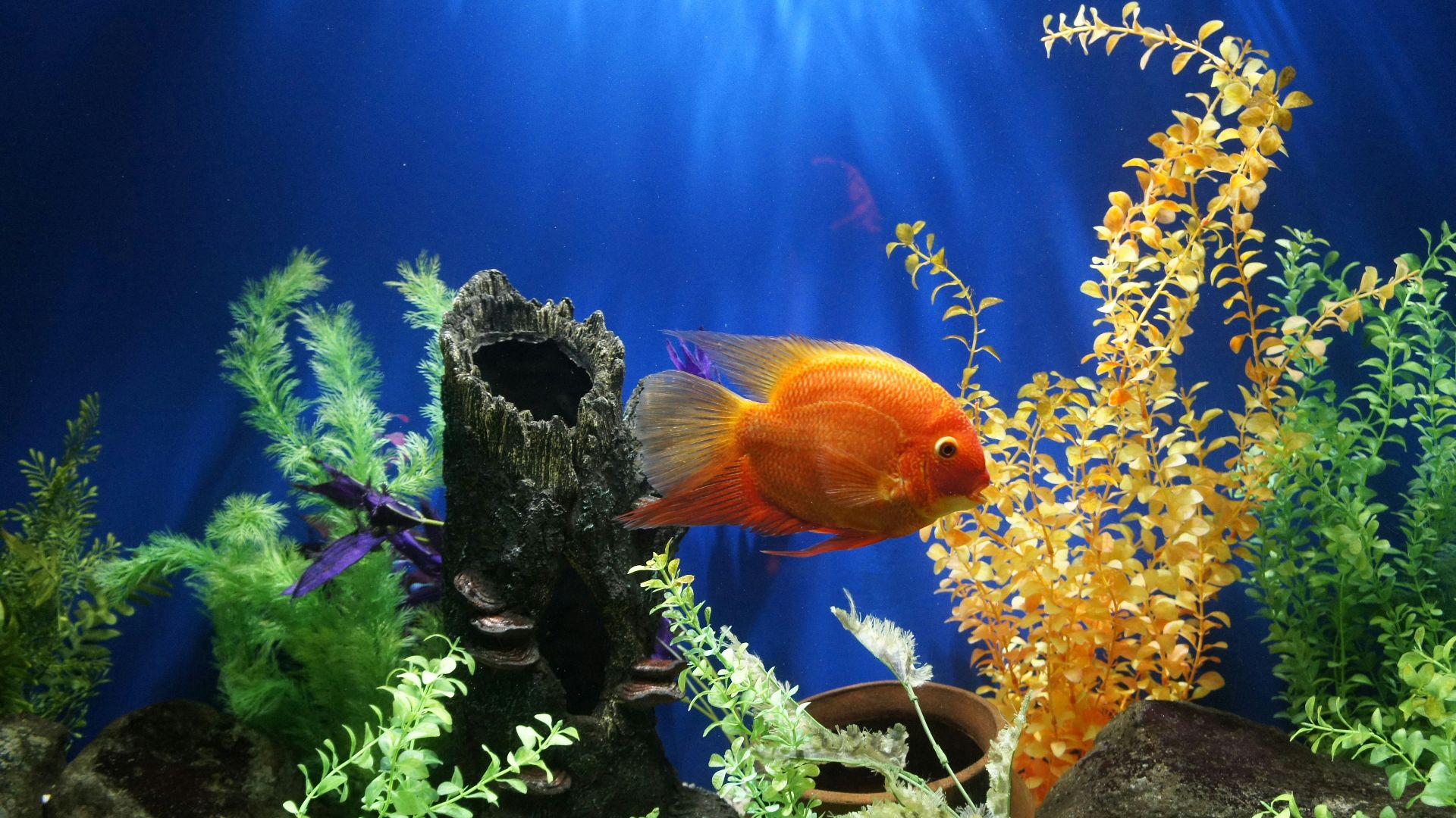 yellow fish swimming underwater