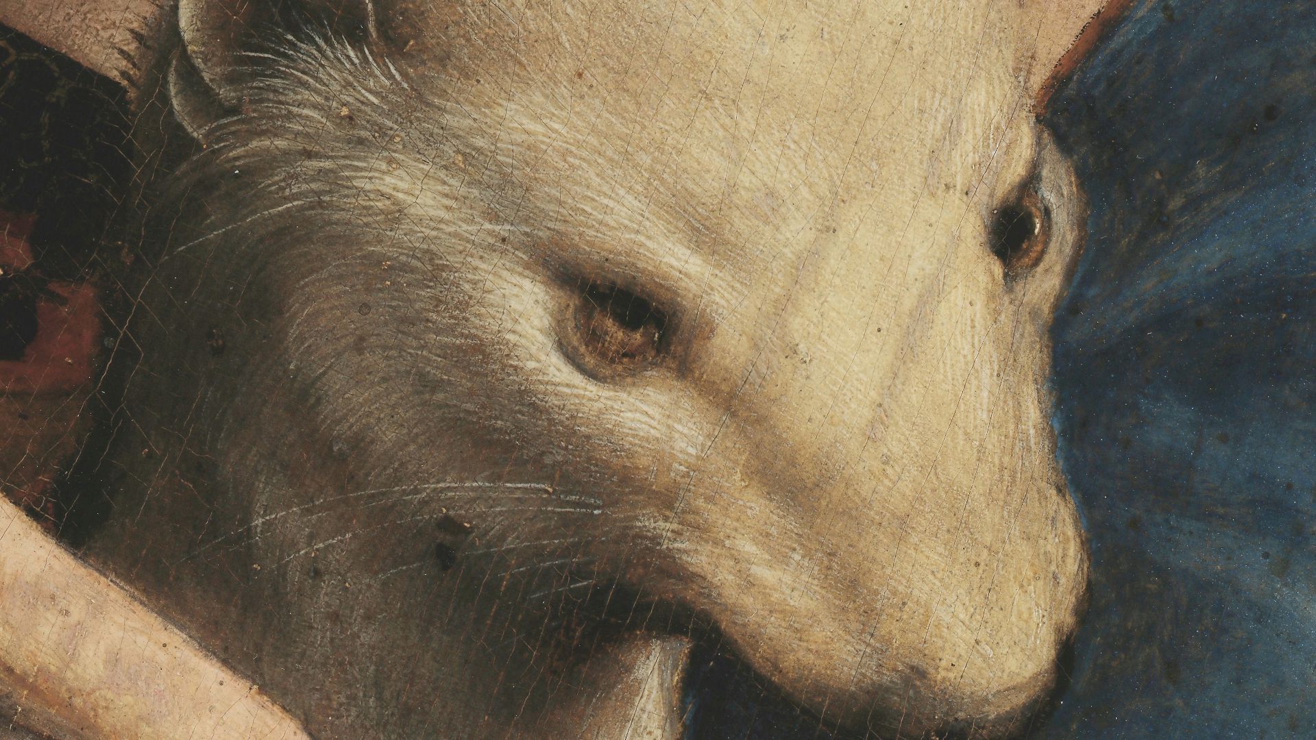 Cropped and rotated head of ermine from da Vinci's Lady with an Ermine
