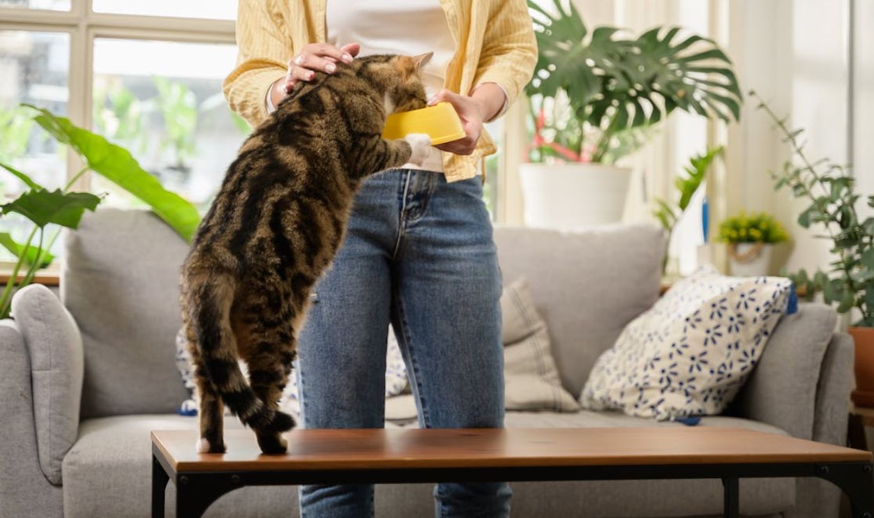A woman feeds her pet cat indoors, showcasing trust and bonding in a cozy home setting