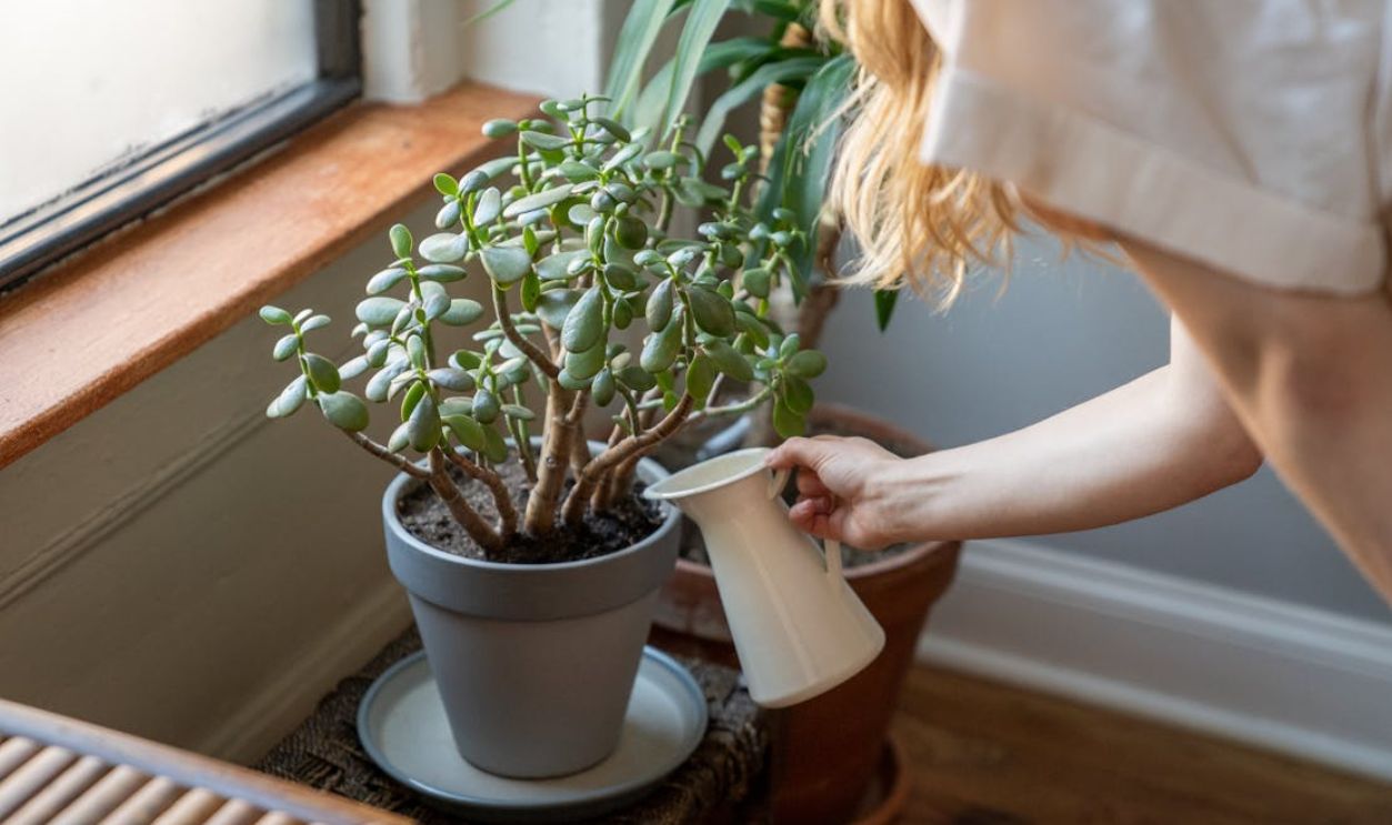 A woman gently waters her potted houseplants by a sunny window, embracing an indoor gardening routine