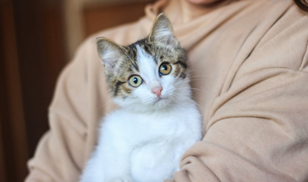 Cute kitten with tabby and white fur being held by person in cozy beige sweater, creating a warm indoor scene