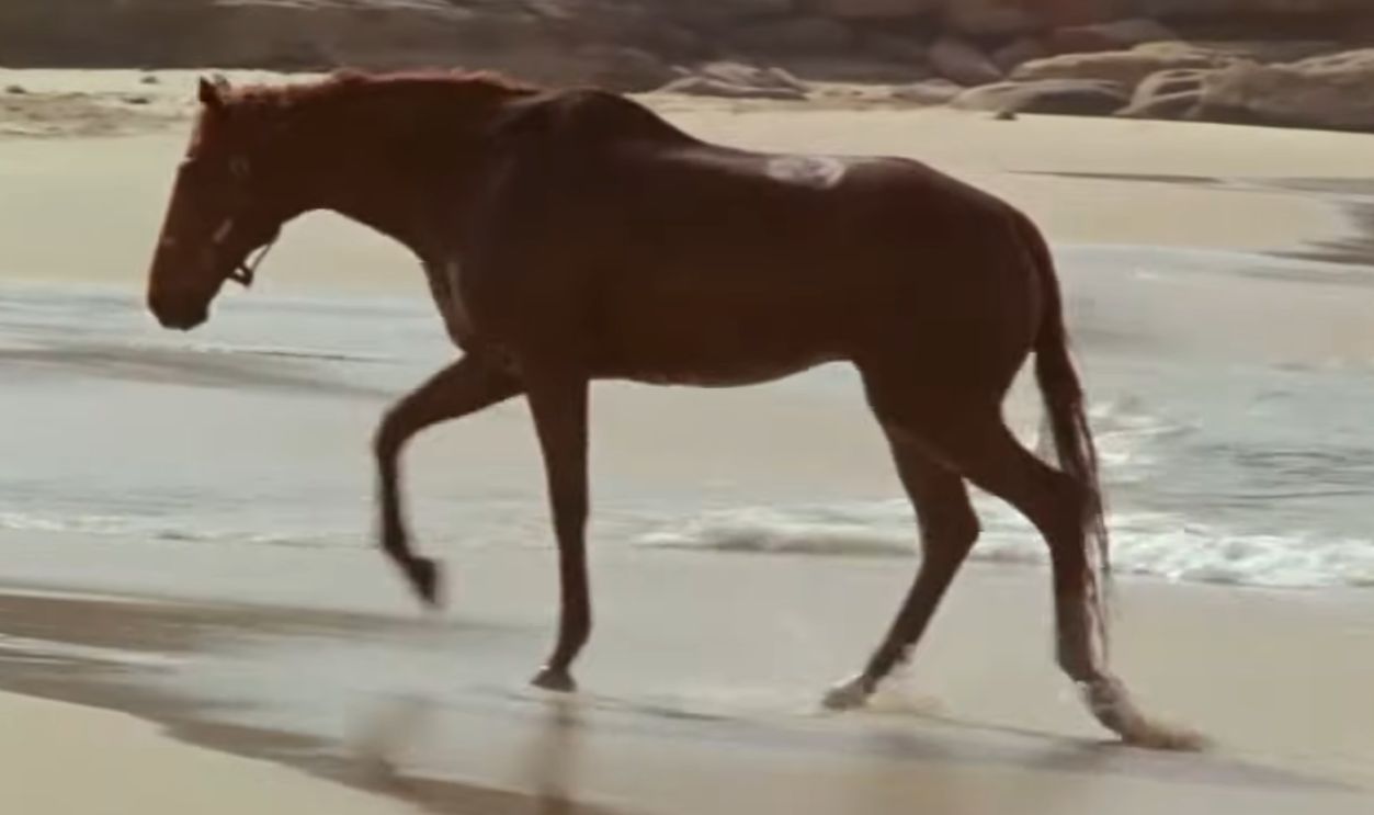 Screenshot from Phar Lap (1983)
