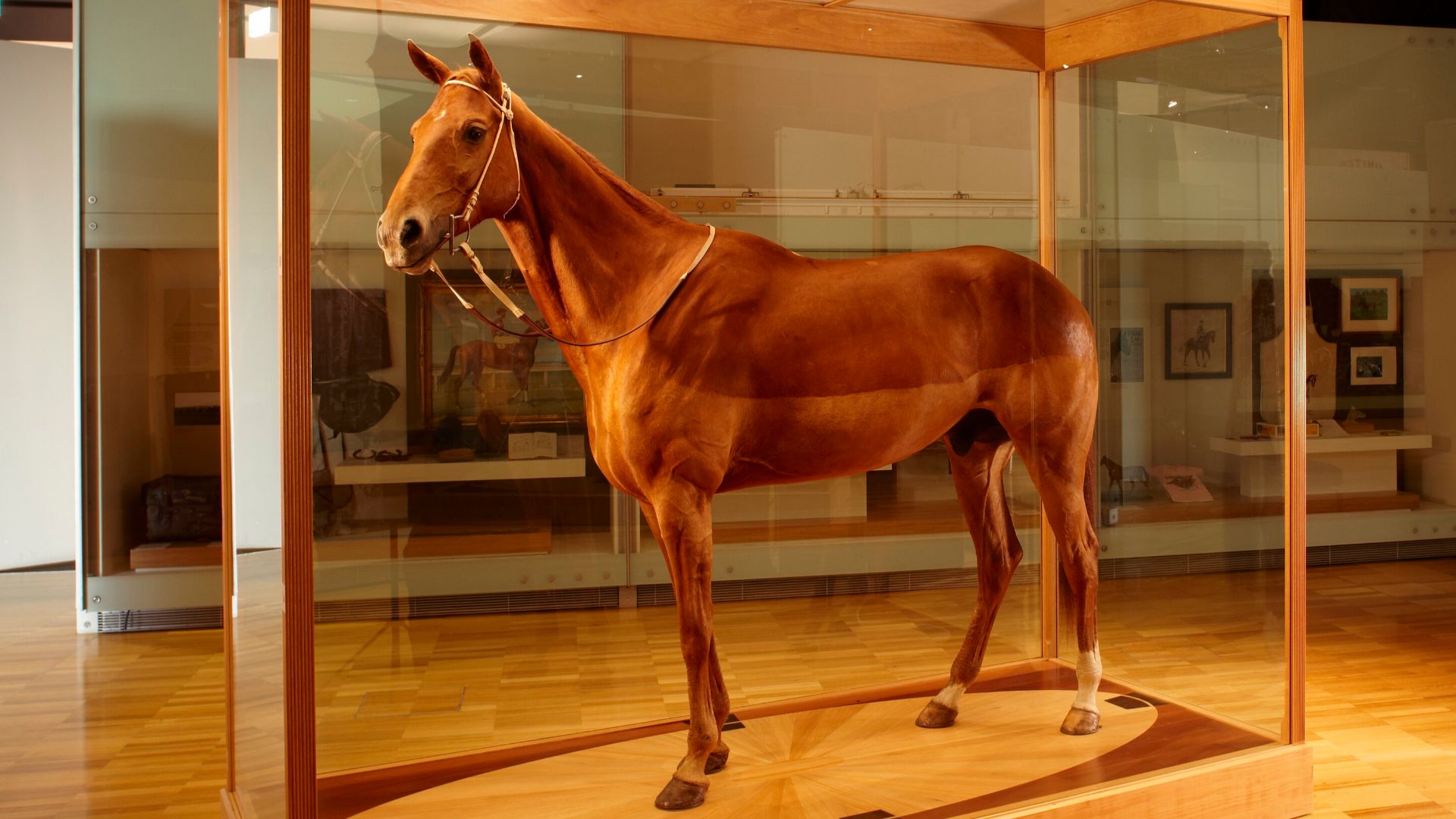 Taxidermy of Phar Lap in a glass case, on display at the Melbourne Museum