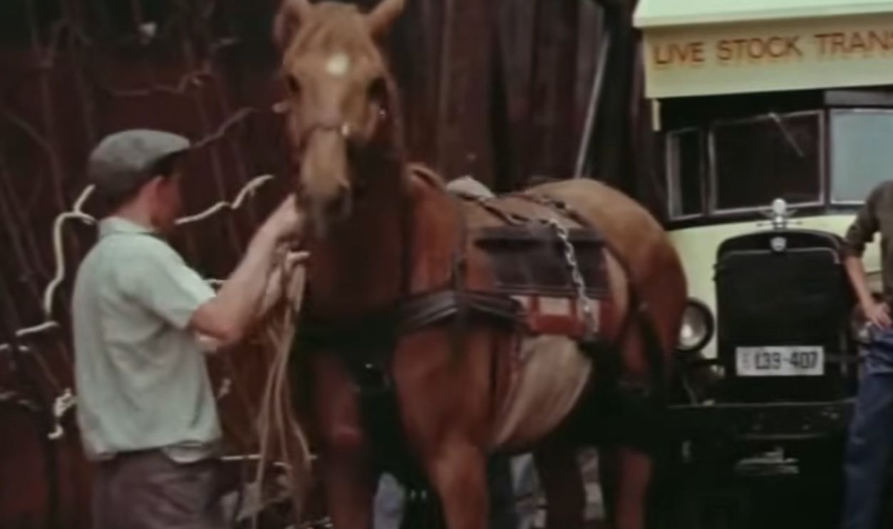 Screenshot from Phar Lap (1983)