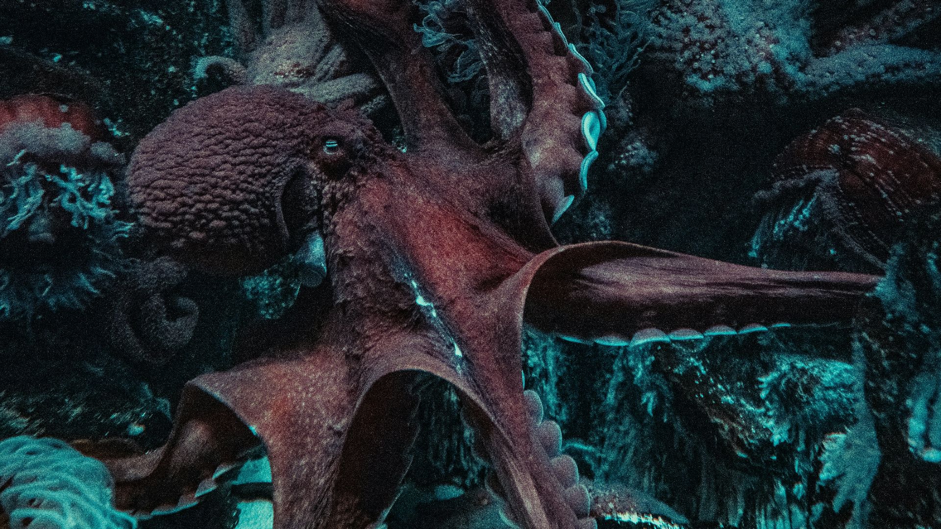 an octopus is laying on the ocean floor