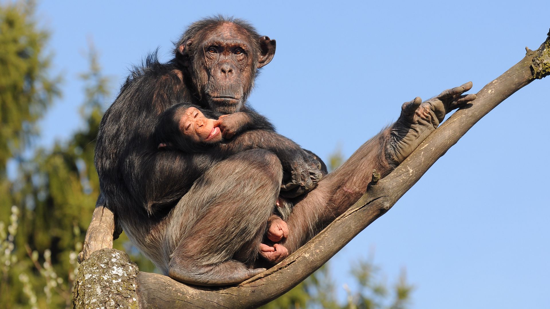 The Common Chimpanzee (Pan troglodytes) is a species of primate in the family of apes (Hominidae). Together with the bonobo (pygmy chimpanzee), they form the category of chimpanzees (Pan).