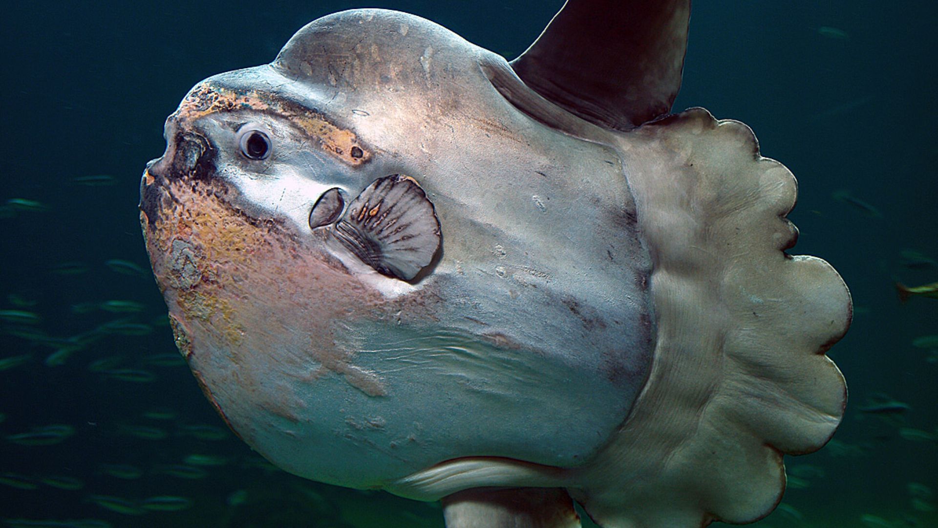 Lateral view of a giant sunfish in Nordsøen Oceanarium, Hirtshals, Denmark