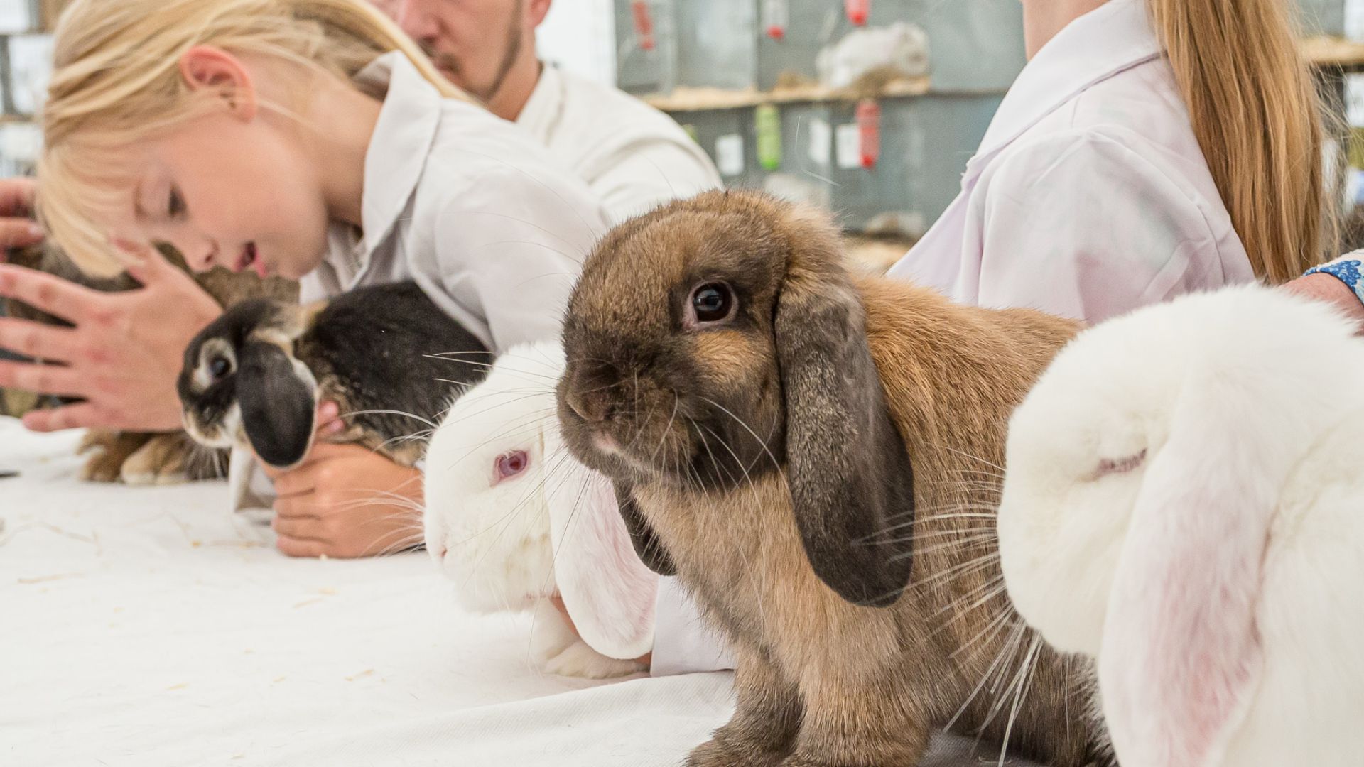 Rabbits, Cavies, Poultry and bees at the Dorset County Show 2022.