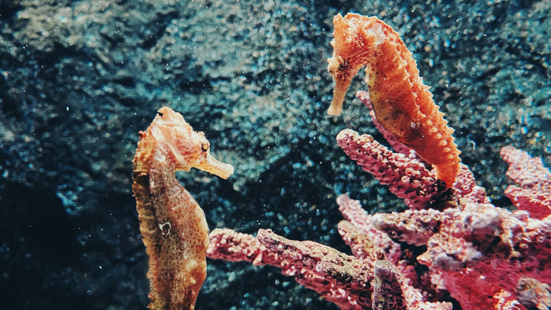brown and white coral reef