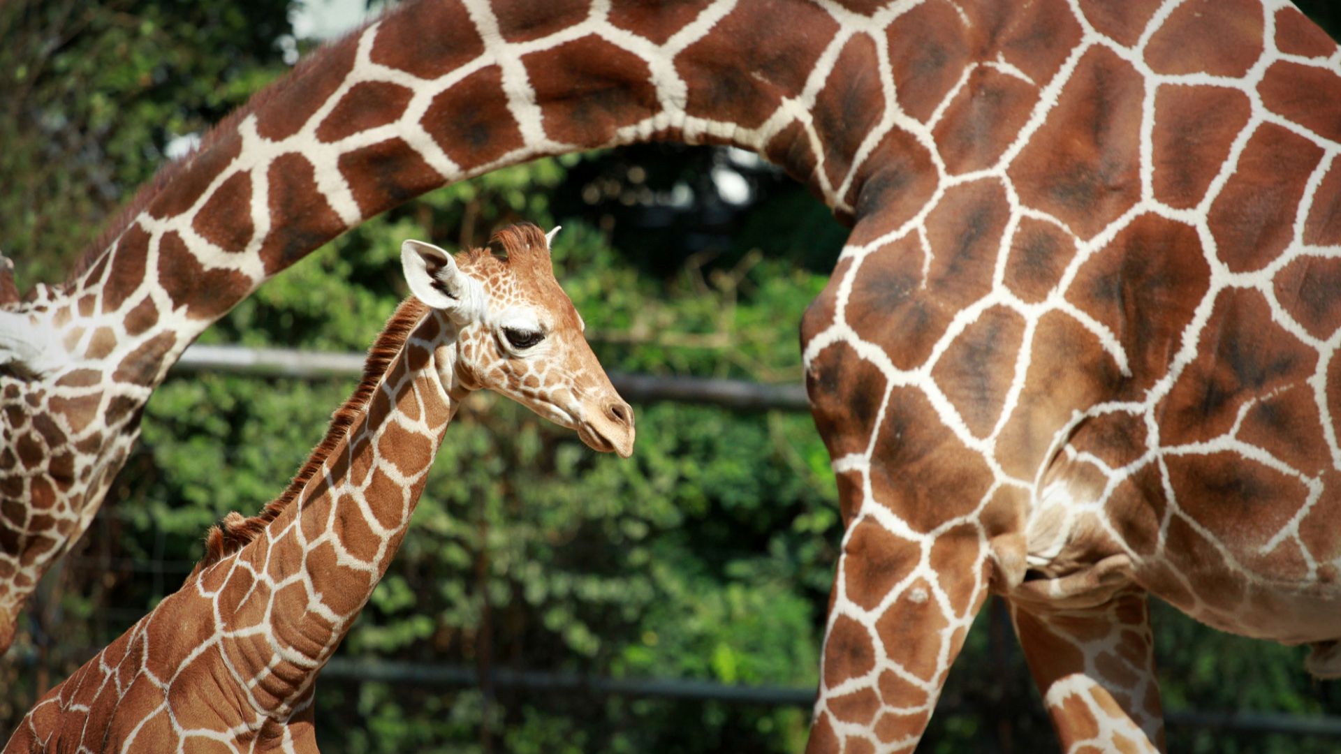 500px provided description: A baby giraffe and its mom at the zoo in cologne. [#animal ,#family ,#zoo ,#protection ,#giraffe ,#cologe]