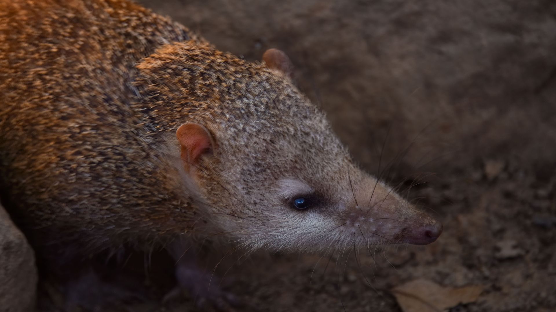 Madagascar