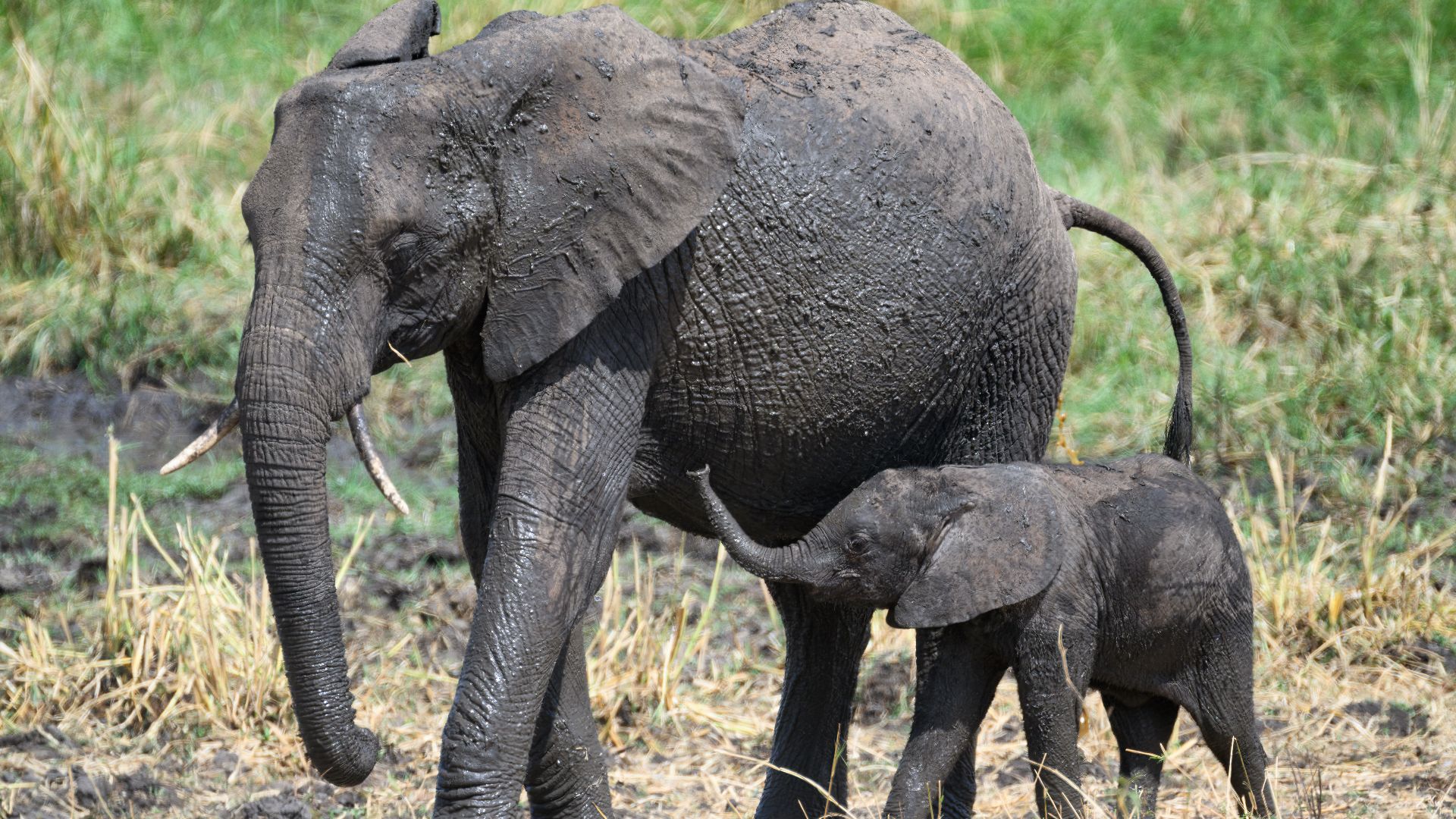 Baby Elephant Wants to Nurse
