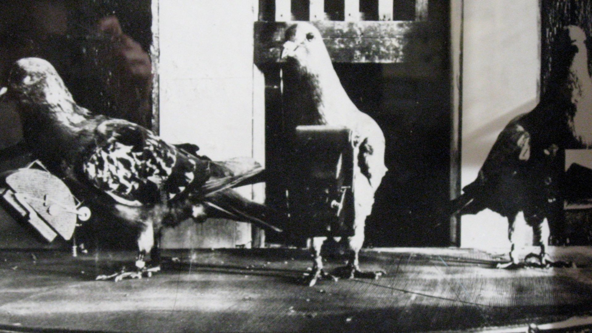 1903, Dr Julius Neubronner patented a miniature pigeon camera activated by a timing mechanism.