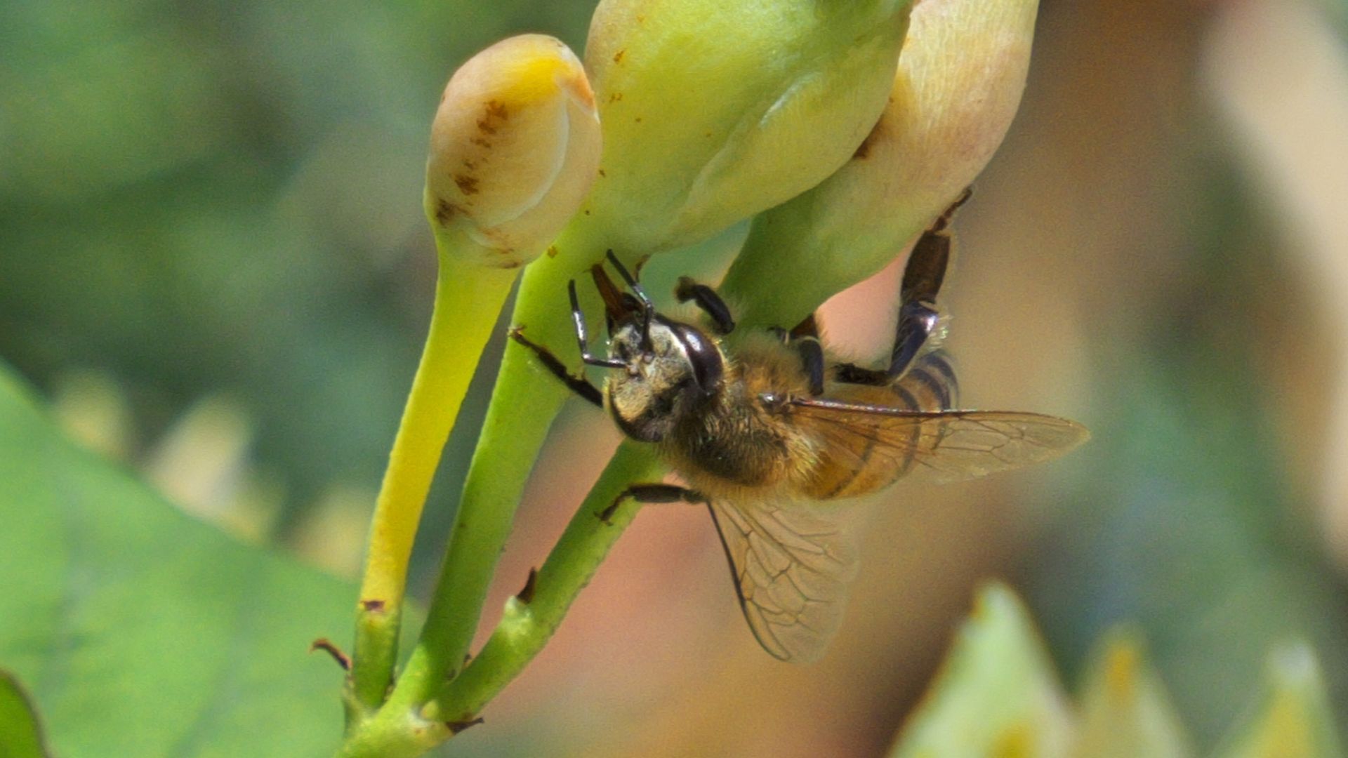 A Puerto Rican Africanized Bee, using its proboscis.