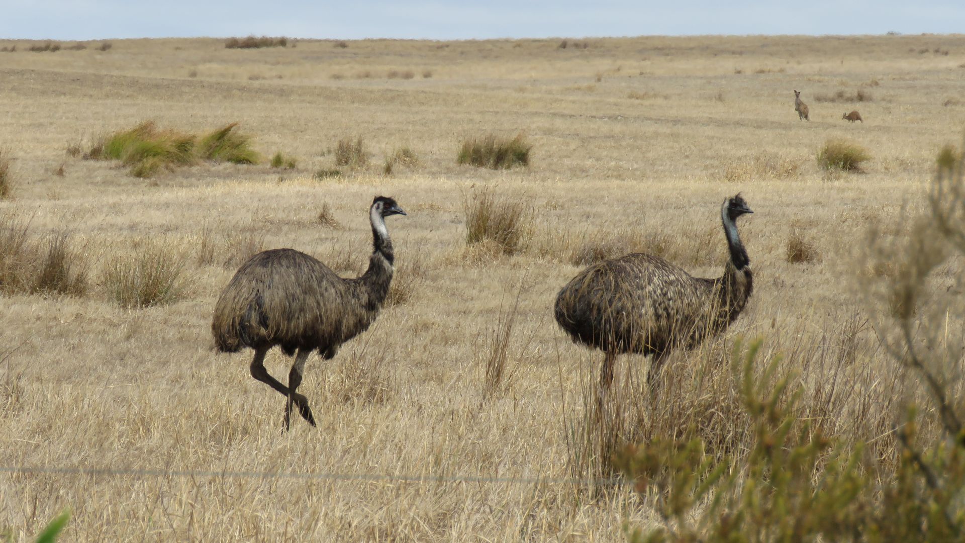 Emus (Dromaius novaehollandiae) at the western boundary of Stokes National Park, just outside the park along Stokes Inlet Road, Coomalbidgup, Western Australia.