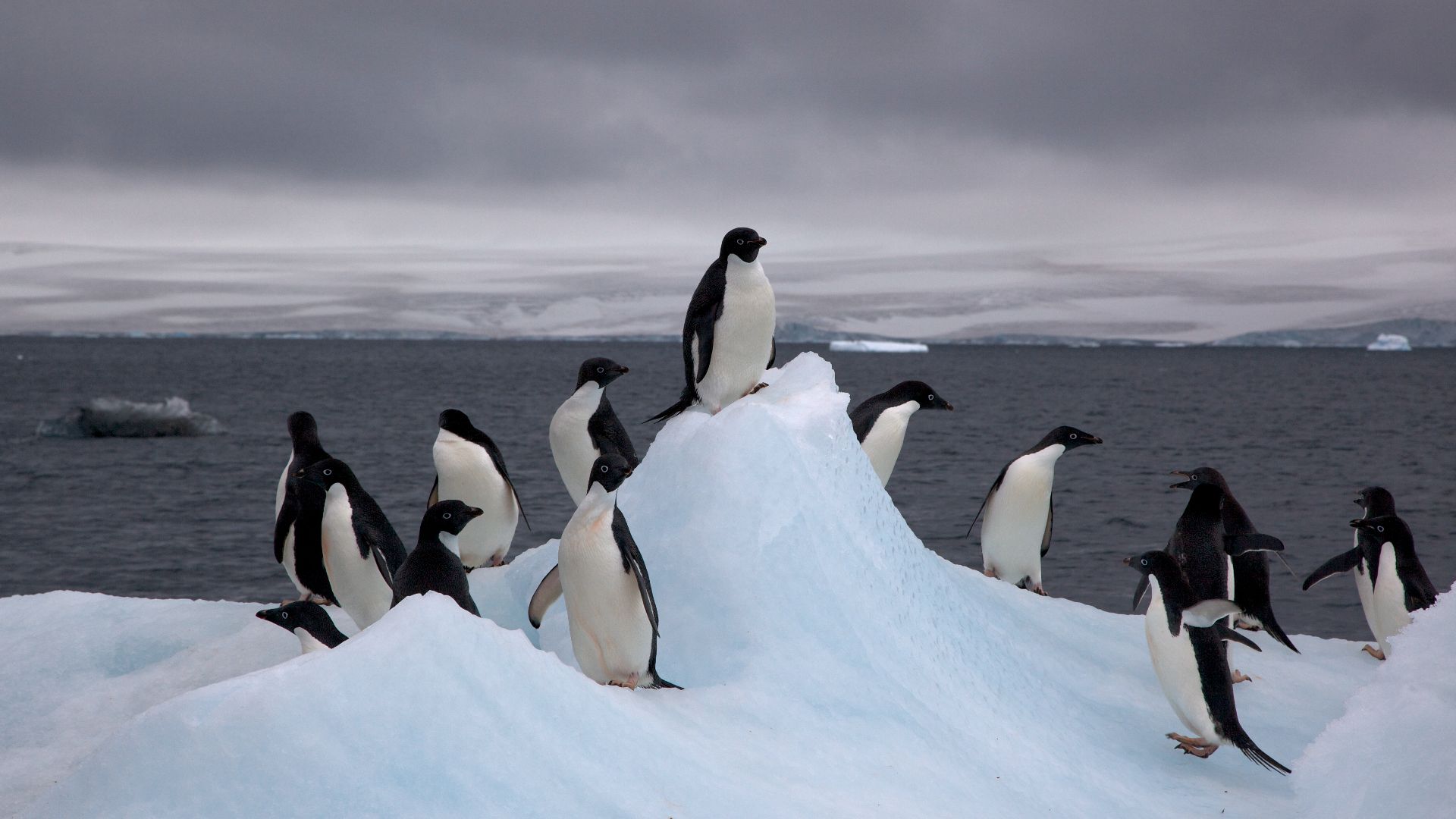Adelie Penguins (Pygoscelis adeliae) on iceberg.