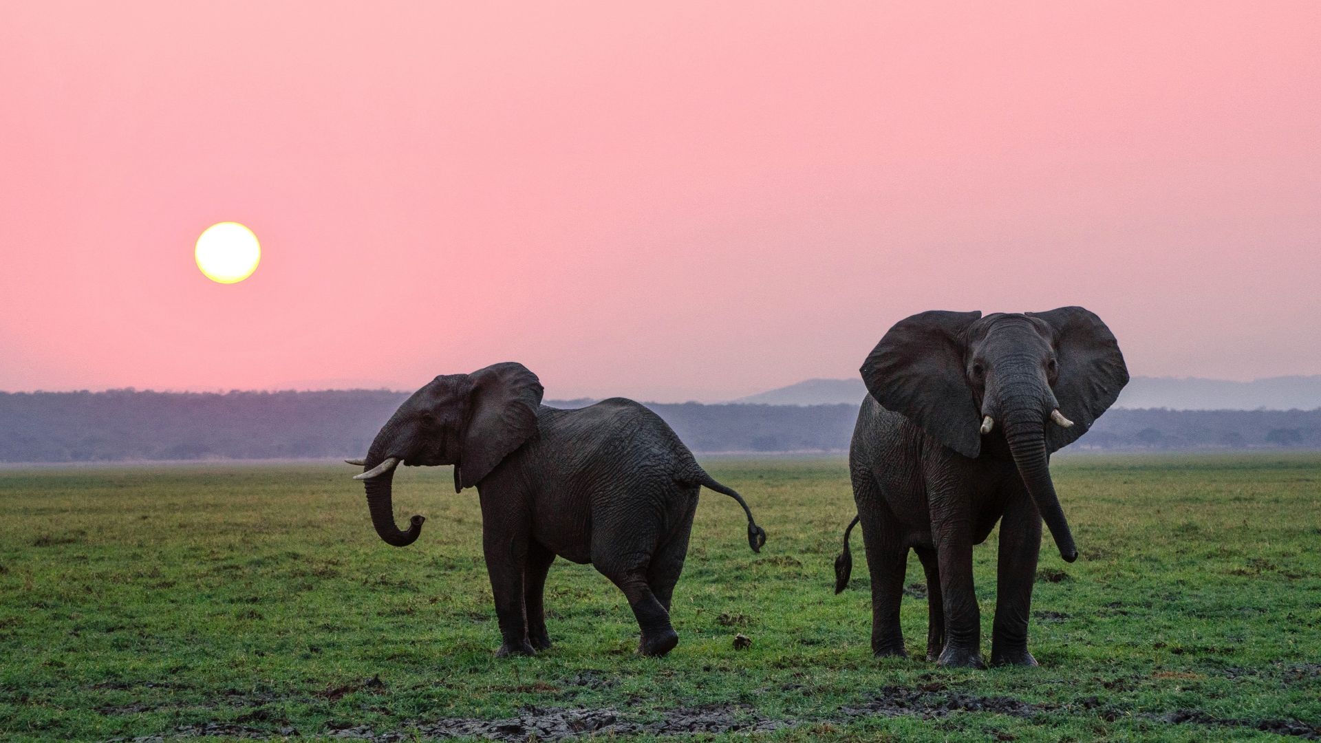 two grey elephants on grass plains during sunset
