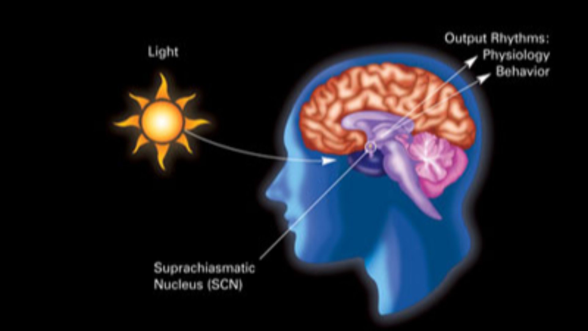 Diagram illustrating the influence of dark-light rhythms on circadian rhythms and related physiology and behavior.