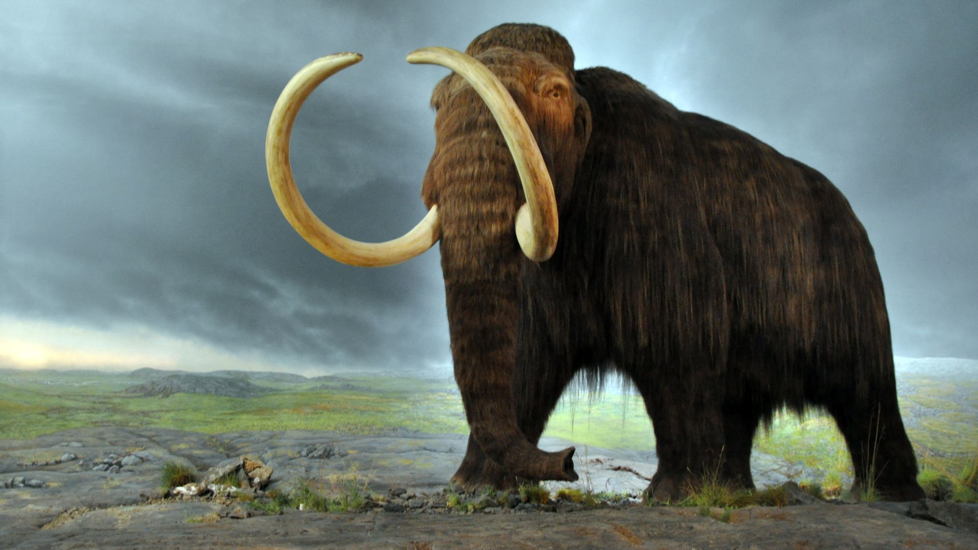 In the Royal BC Museum in Victoria (Canada). The display is from 1979, and the fur is musk ox hair.[1]