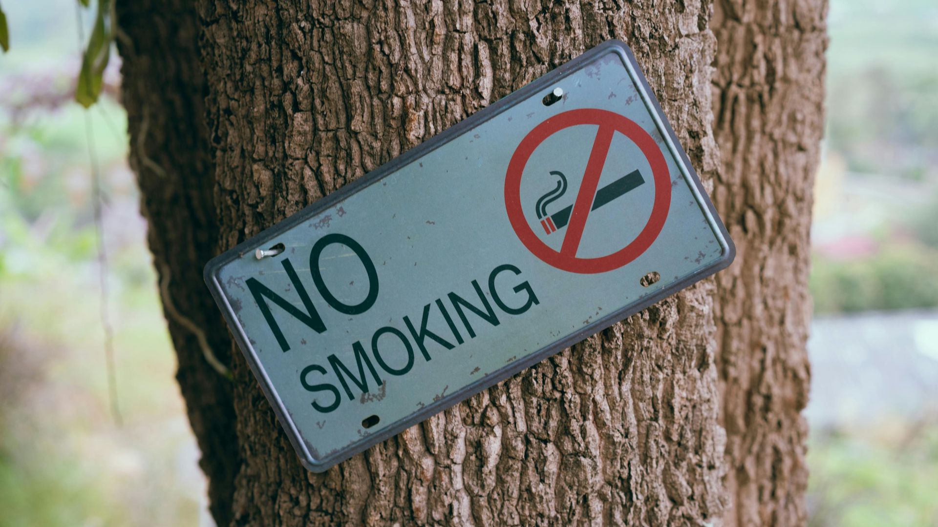 A No Smoking sign affixed to a tree trunk in an outdoor setting.