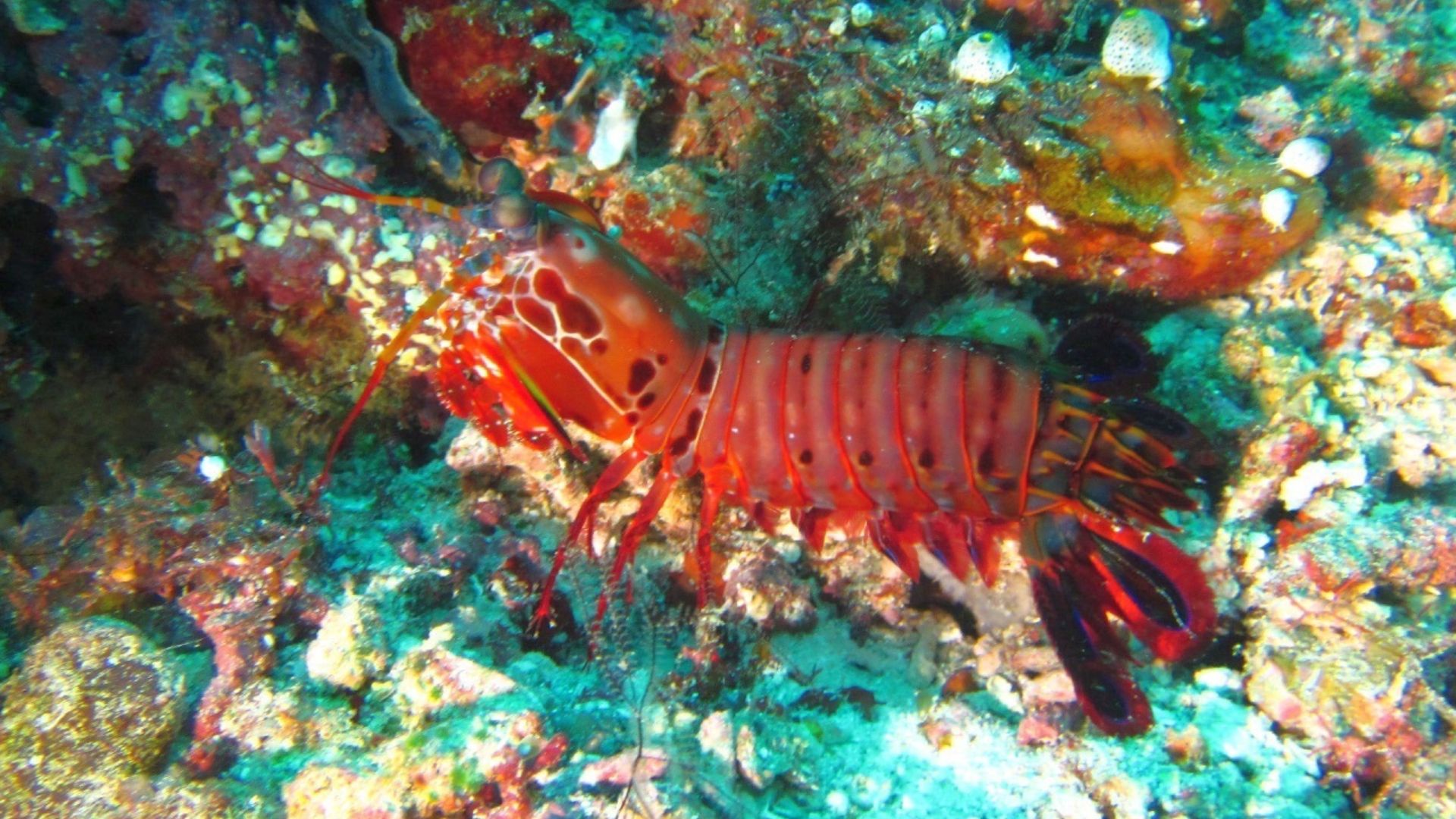 Peacock Mantis Shrimp (Odontodactylus scyllarus)
